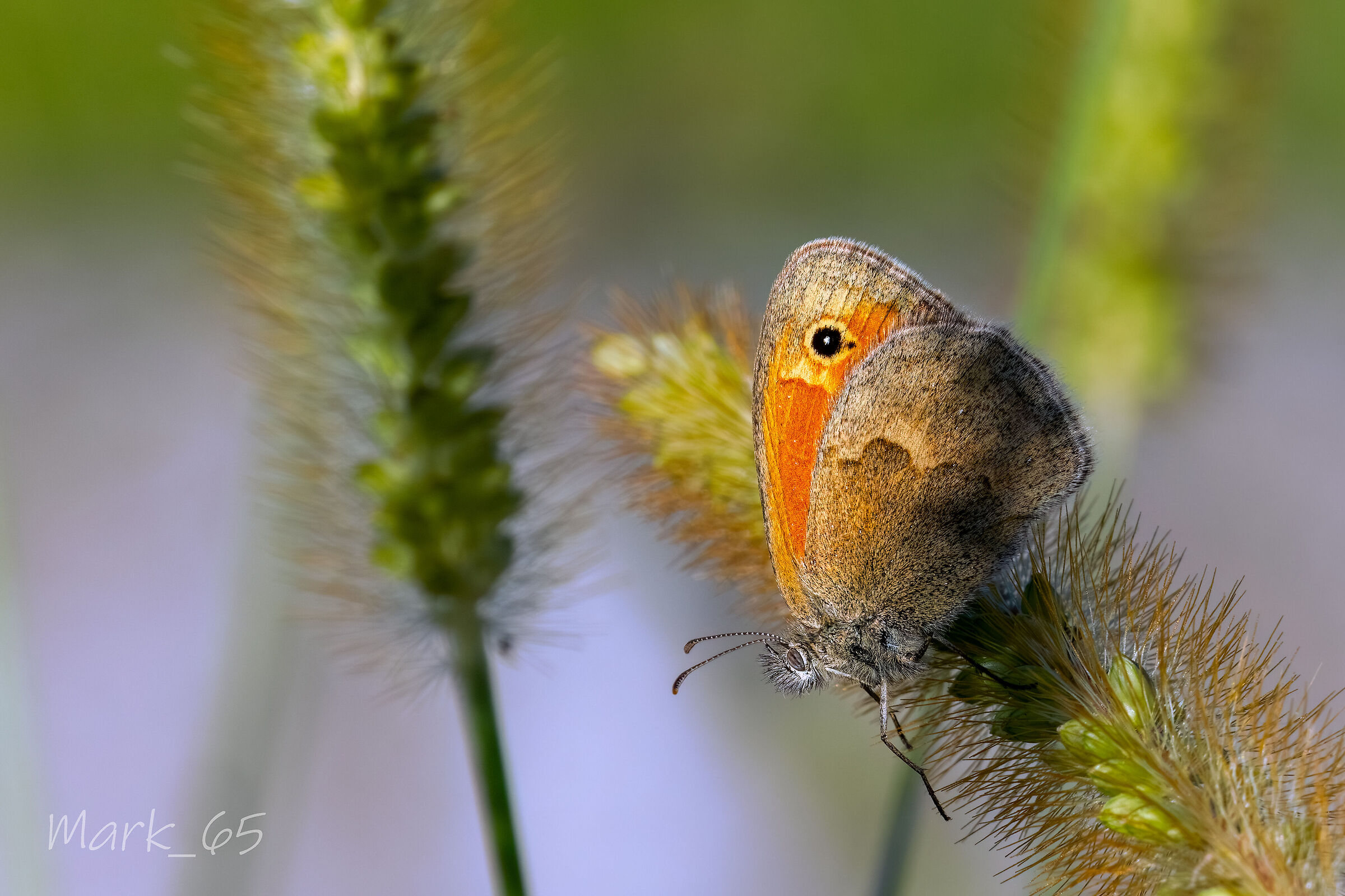 coenonpympha pamphilius