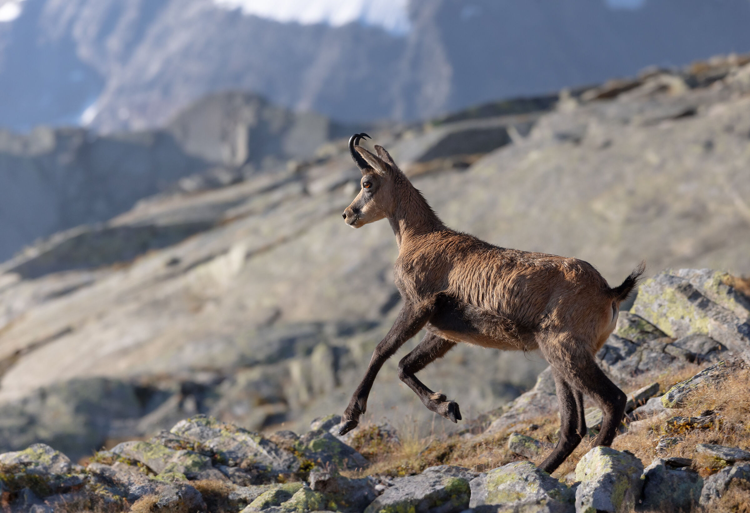 The Prancing Chamois