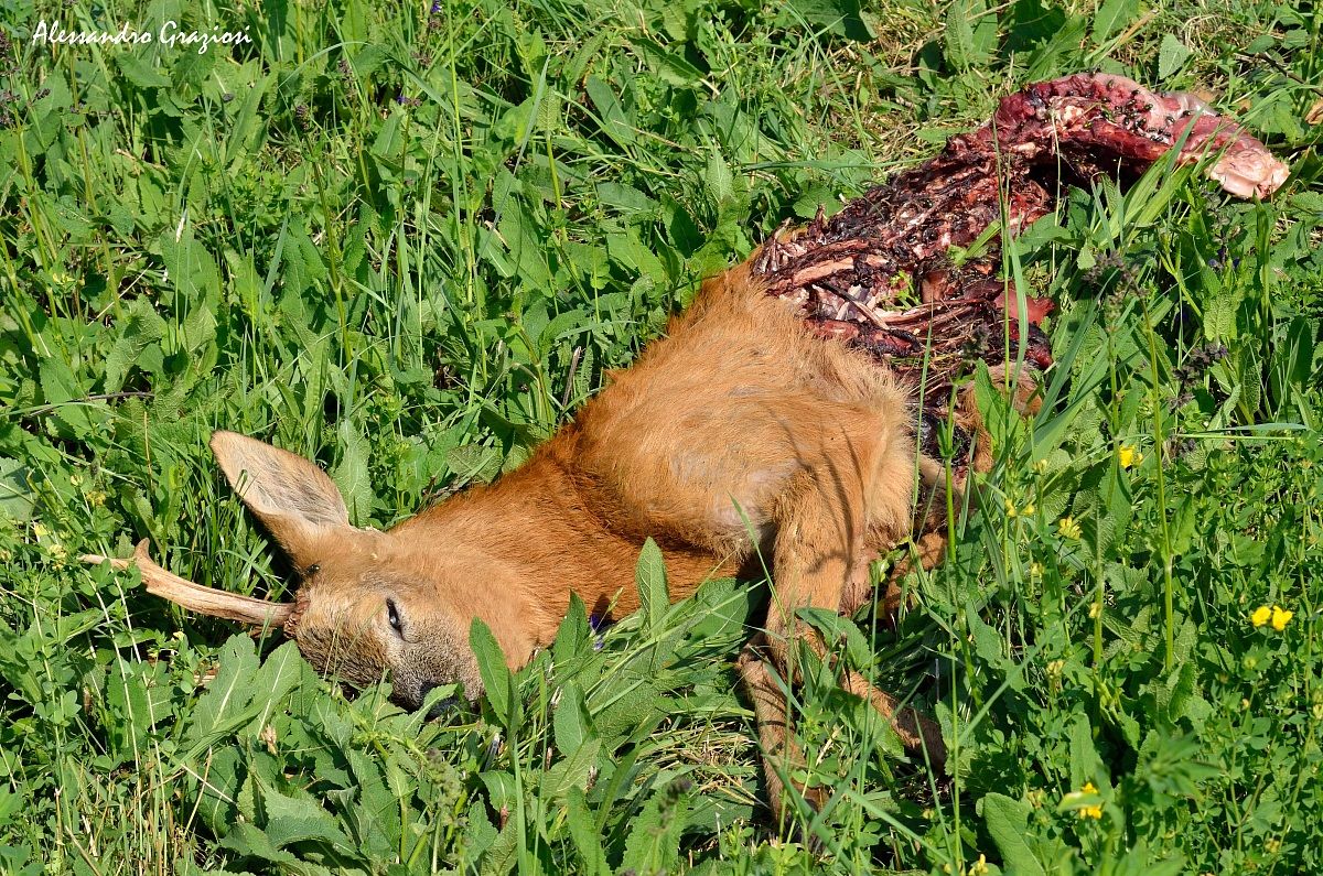 Roe deer carcass eaten by the Wolves ...........??