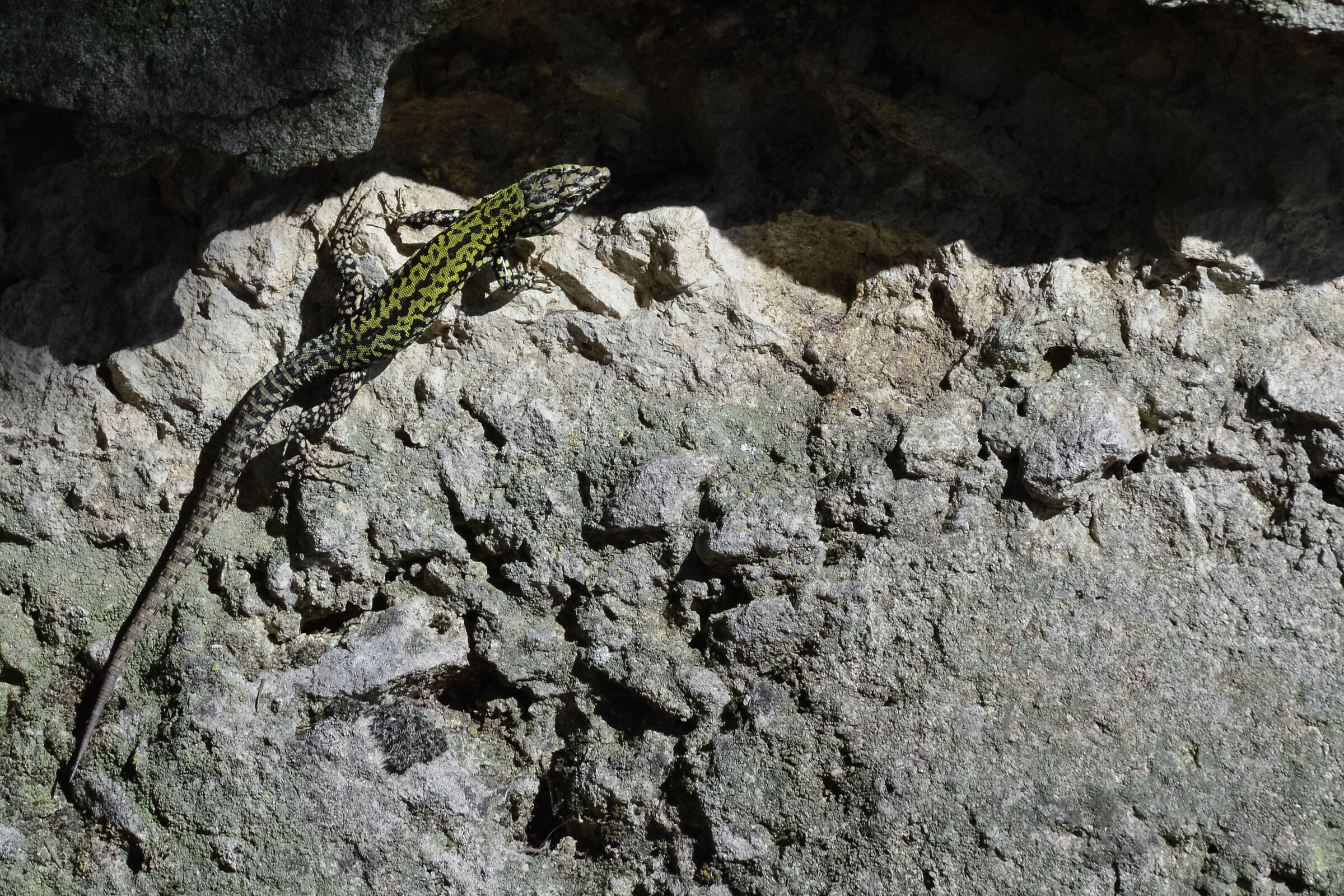 Abbronzatissima