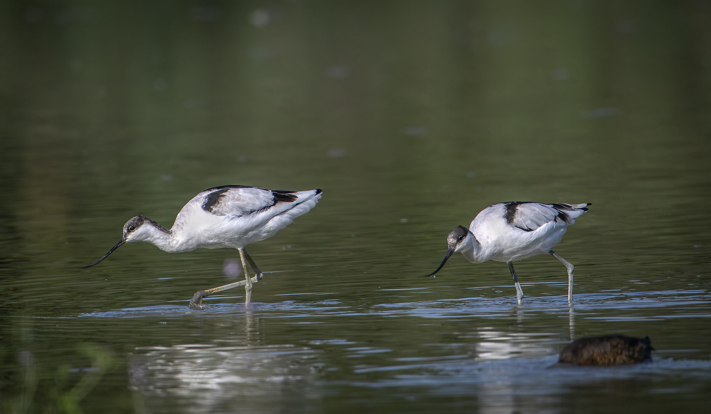 Avocet