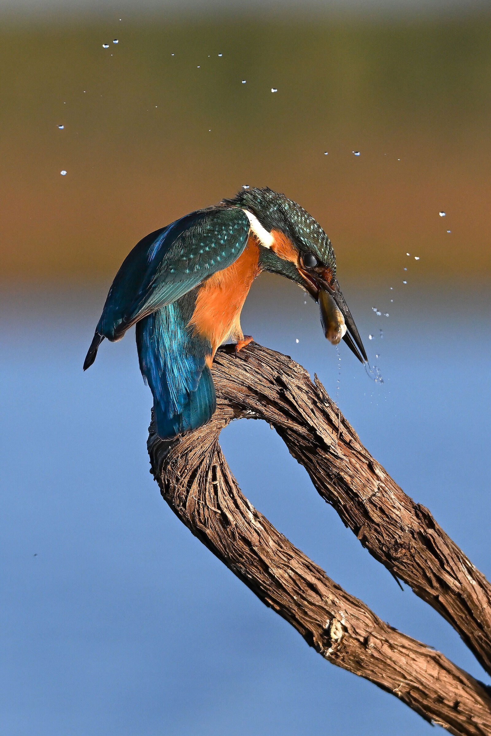 La Martina prepares dinner