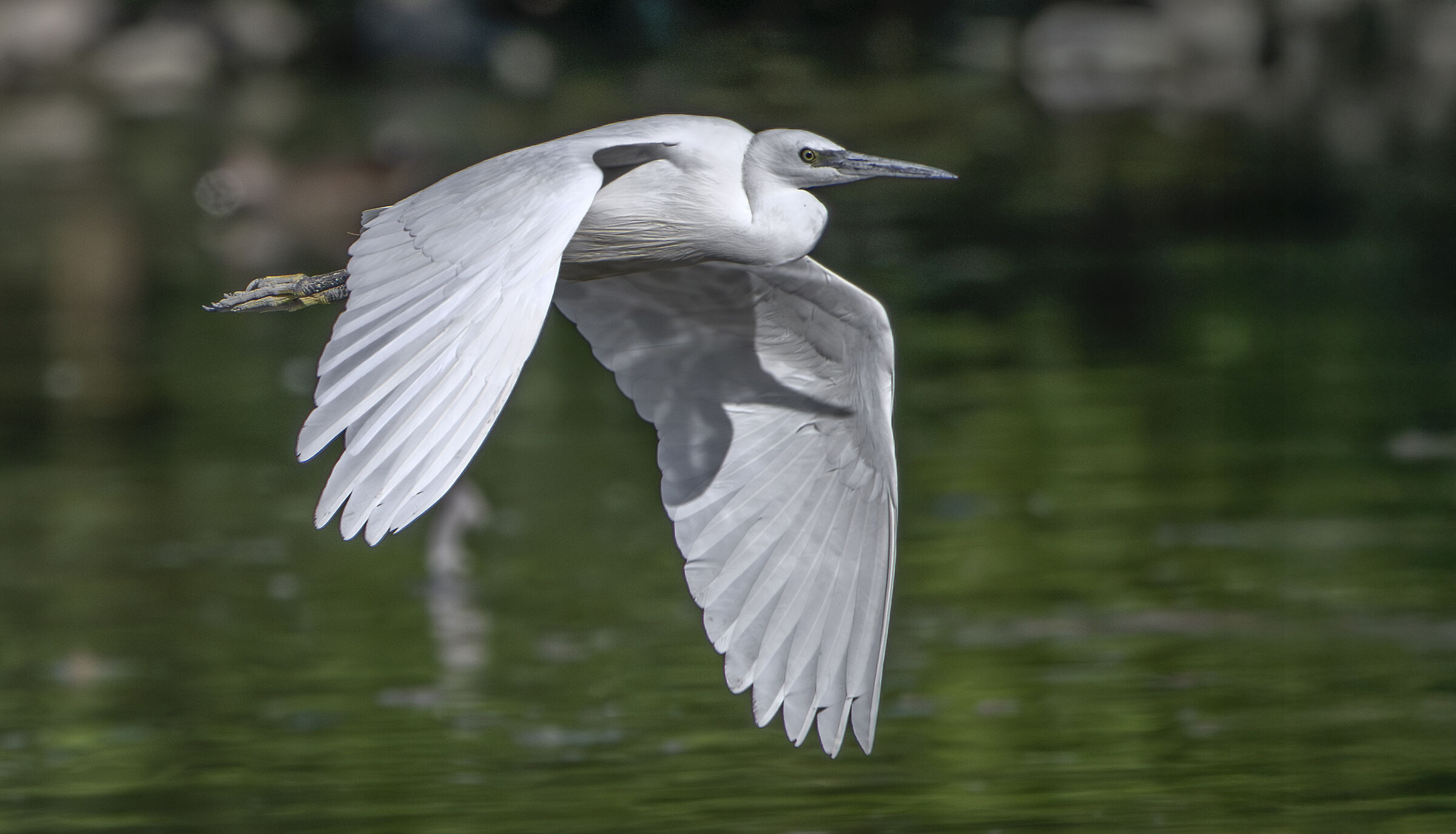 White Heron