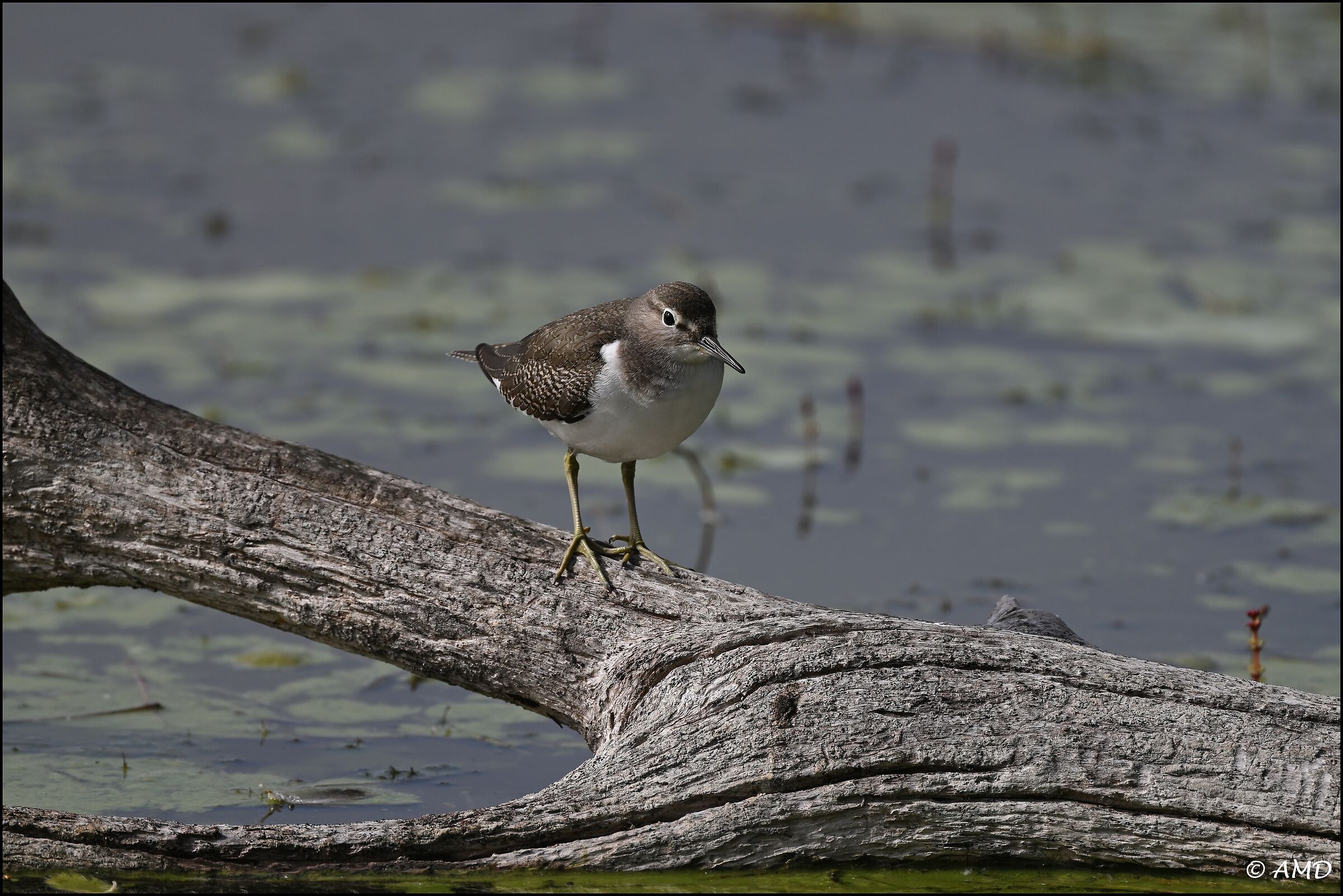 Sandpiper
