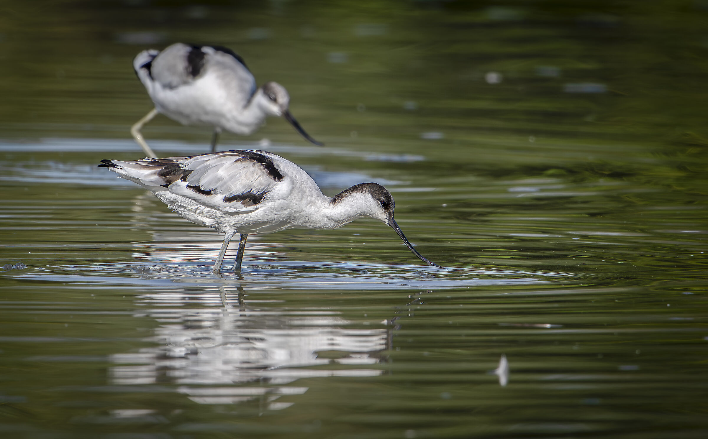 Avocet