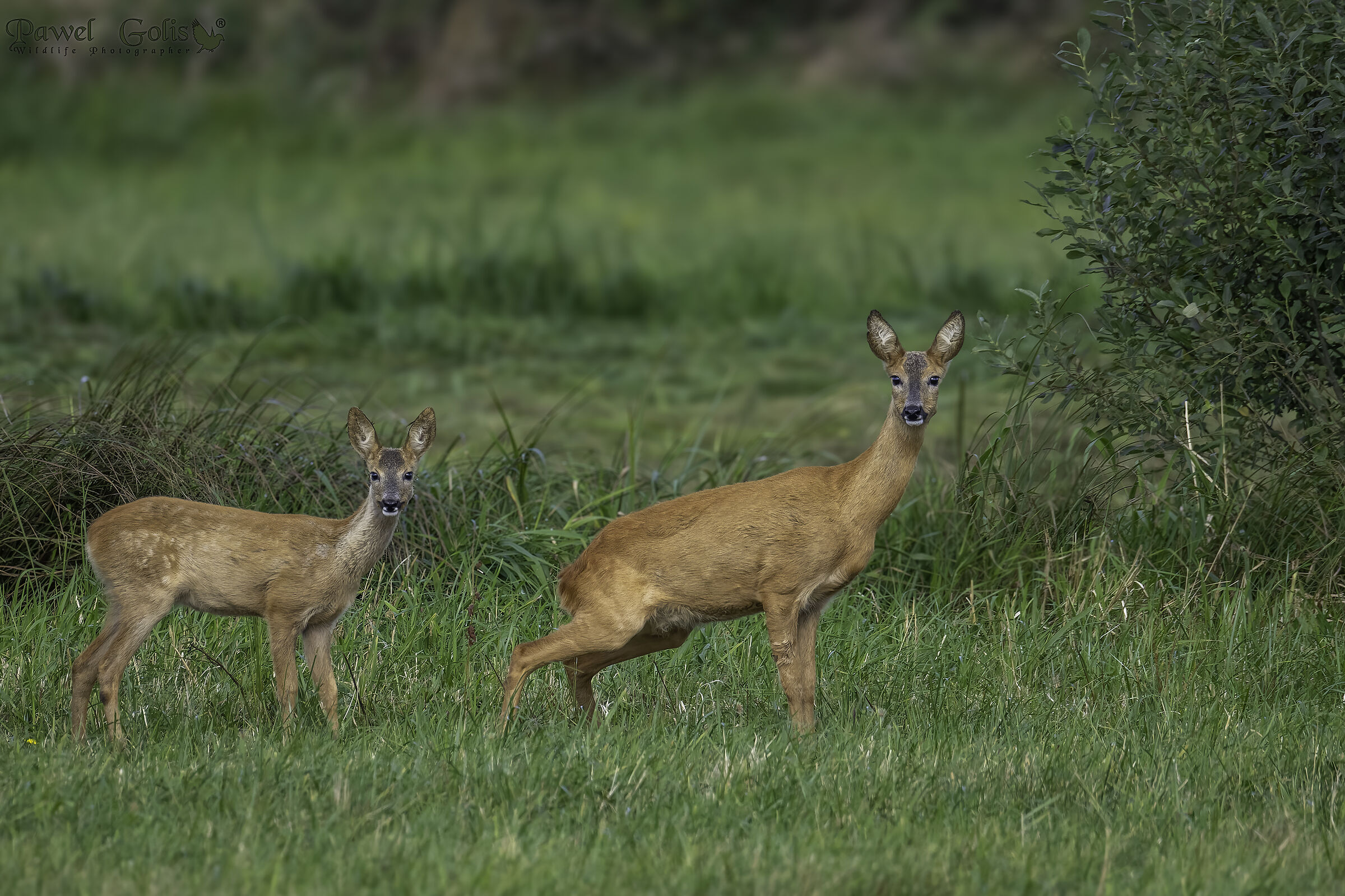 Capriolo (Capreolus capreolus)