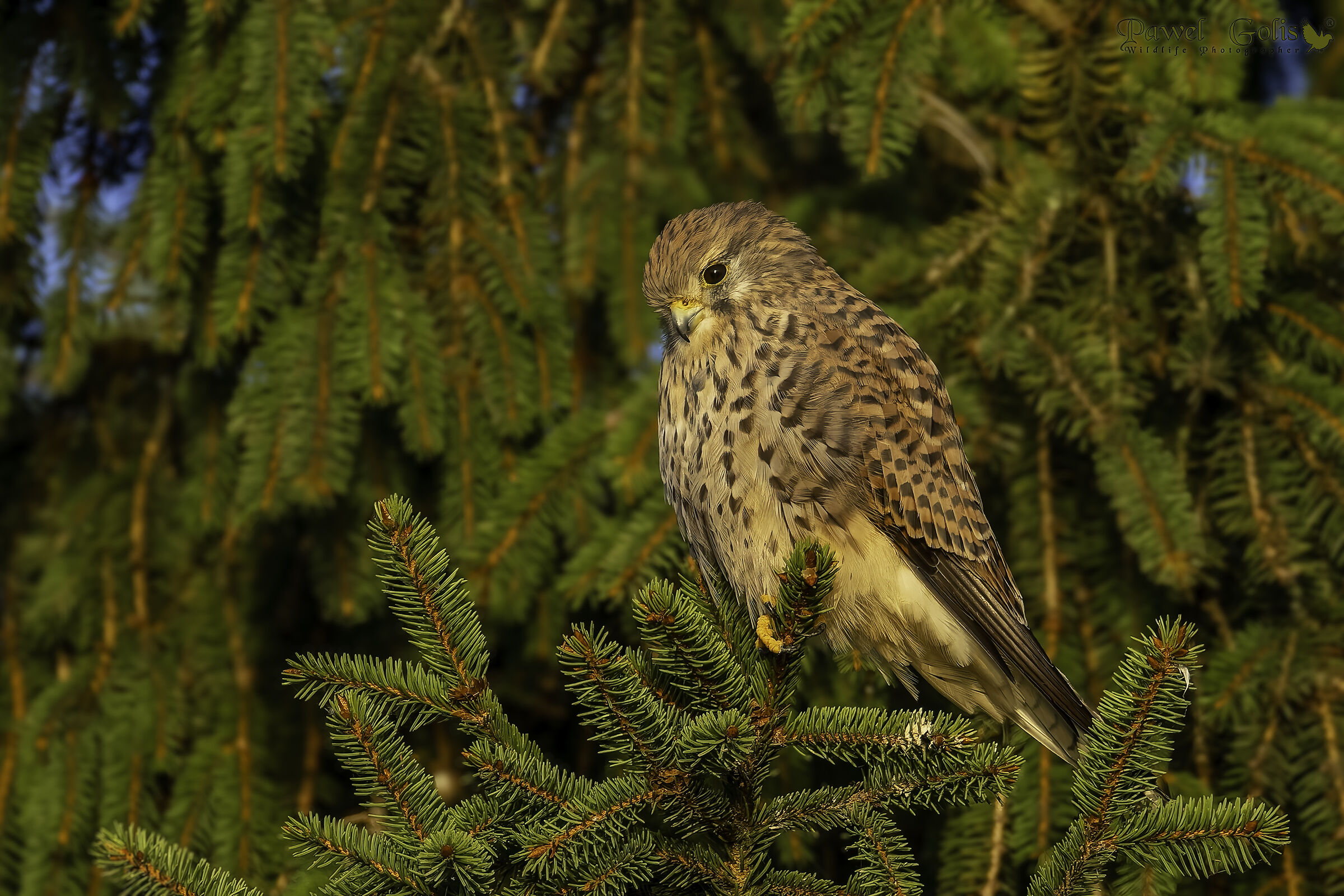 common kestrel (Falco tinnunculus)
