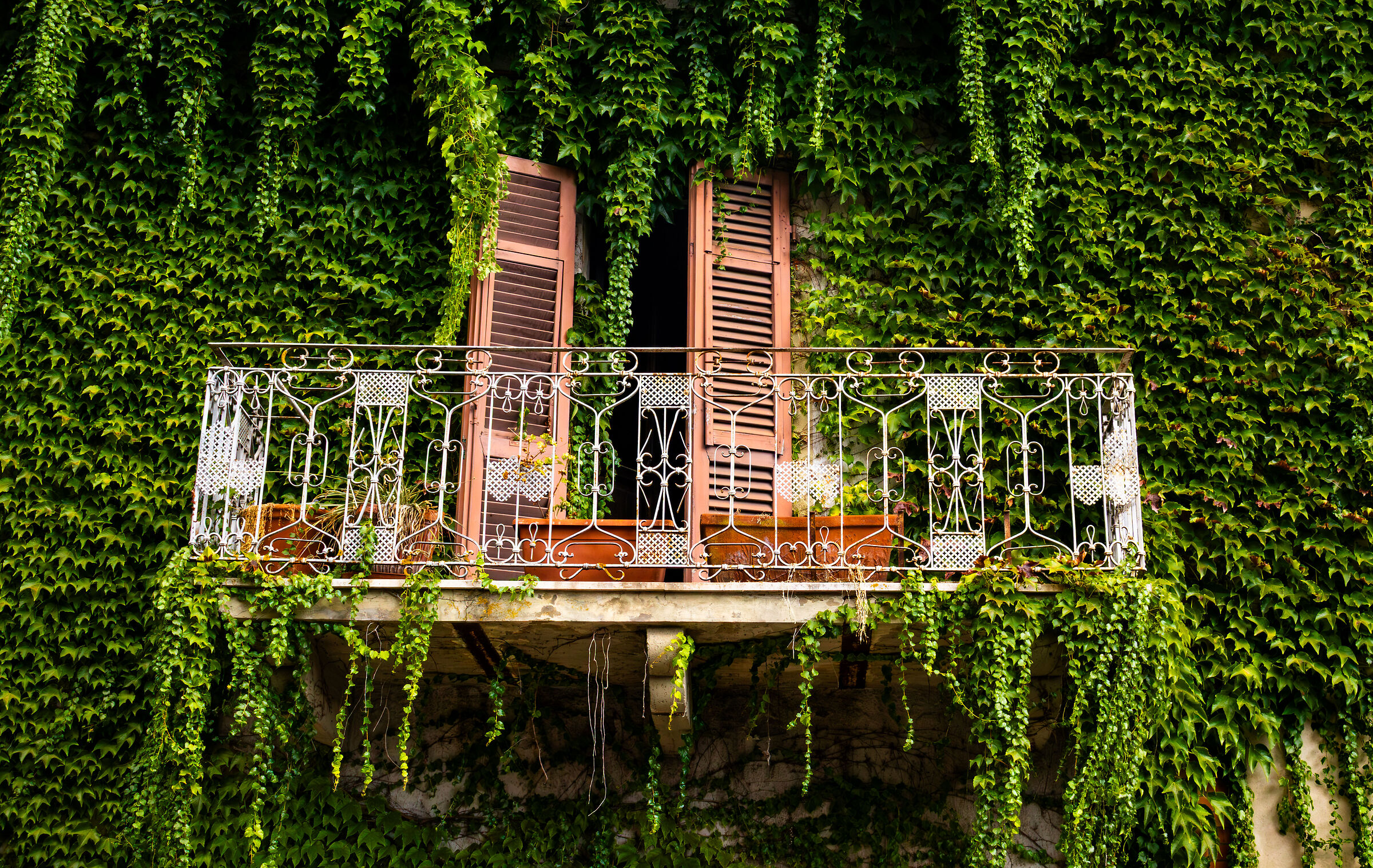 Balcone in un muro d'edera