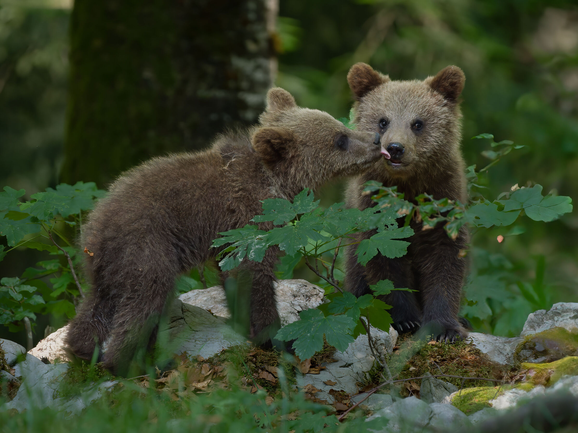 Brown Bear Cubs