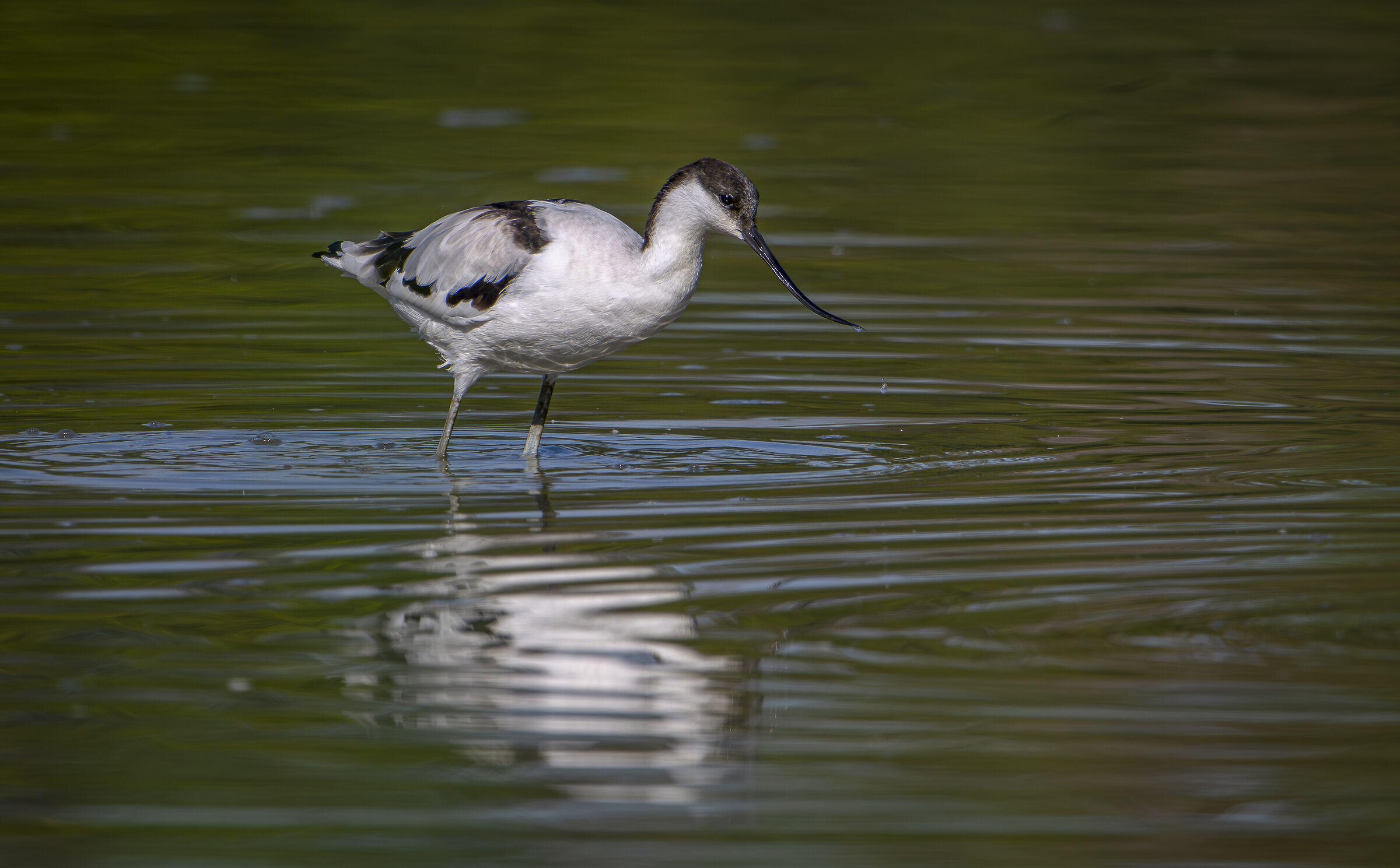 Avocet
