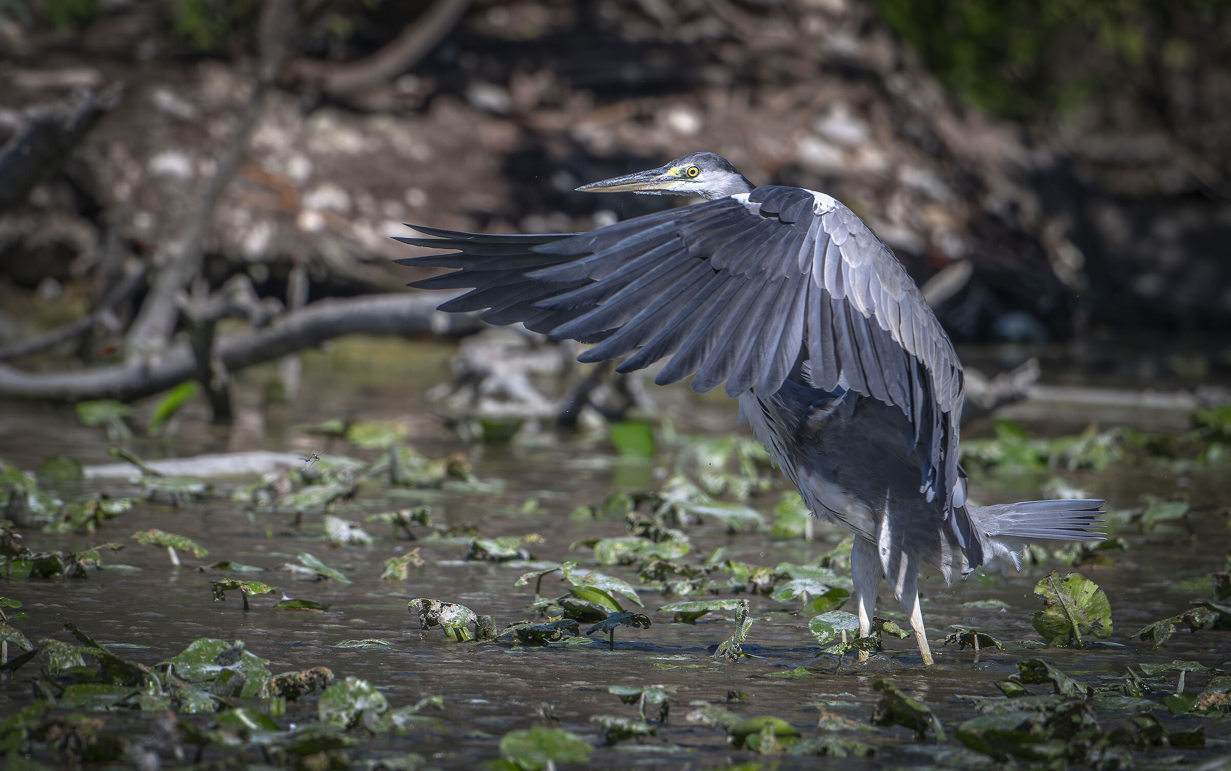 Grey heron