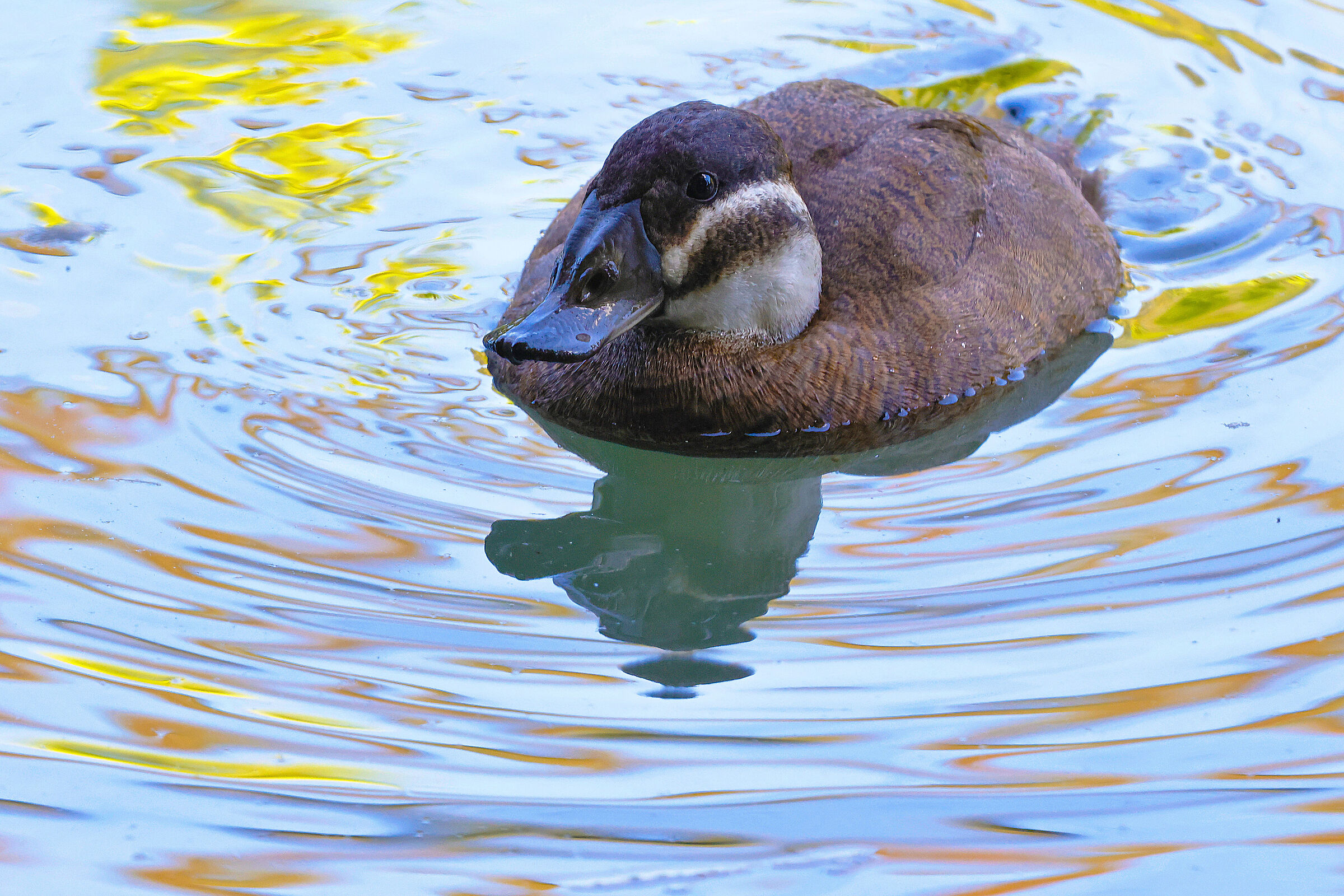 Rusty hunchback in iris