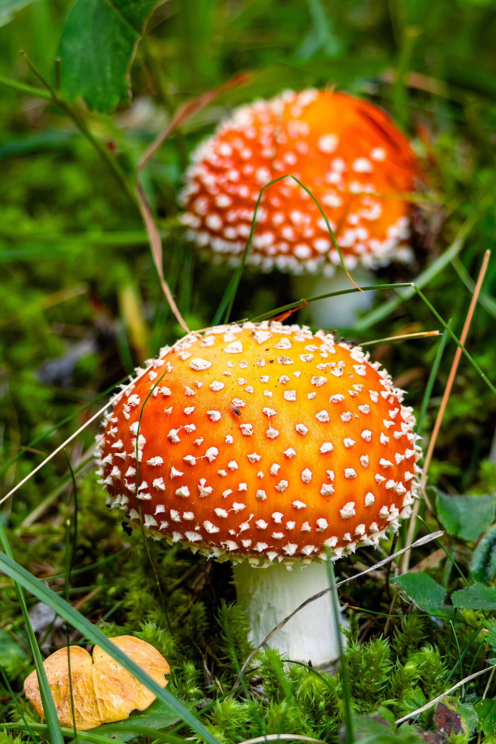 Amanita muscaria