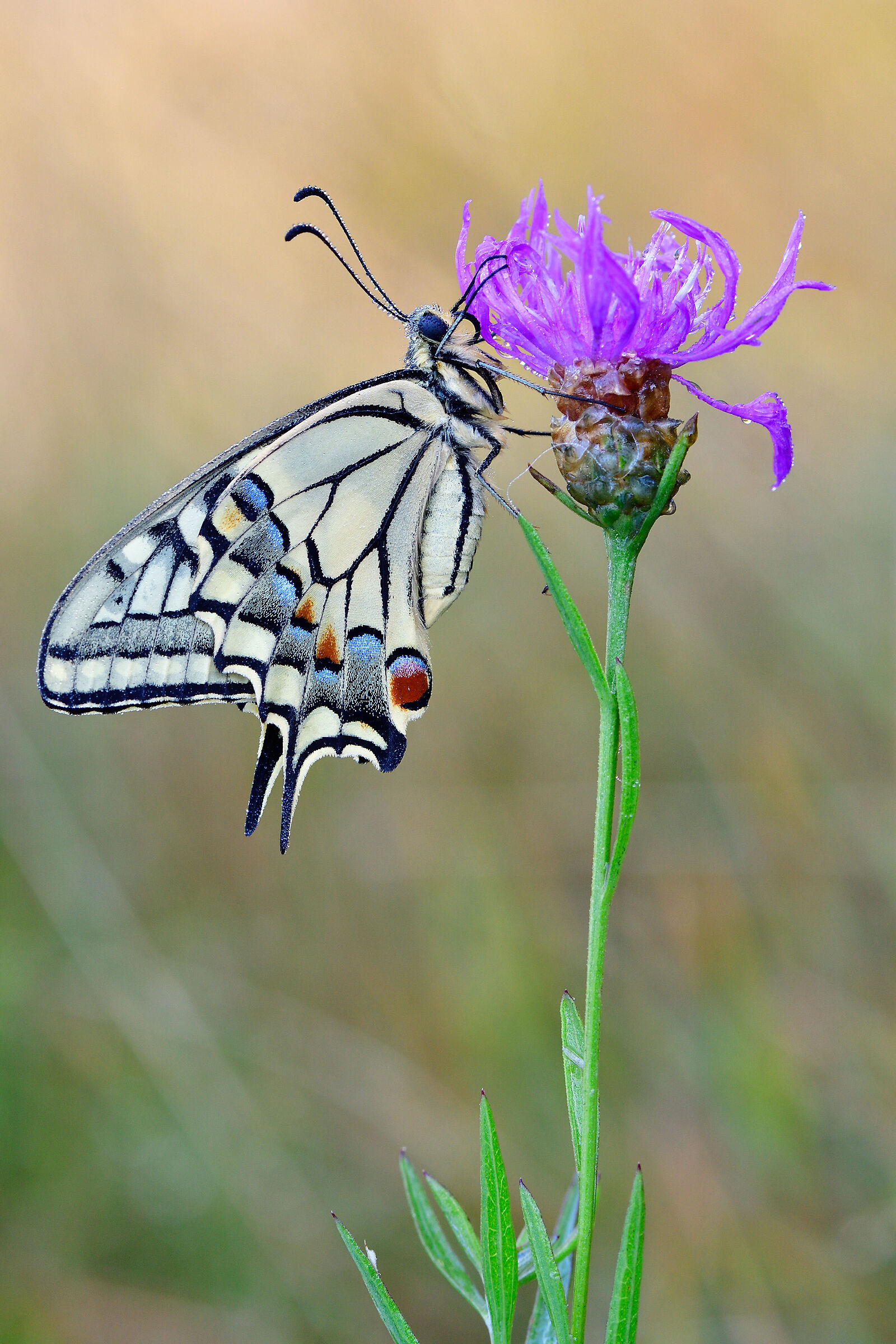 Macaone - Papilio machaon
