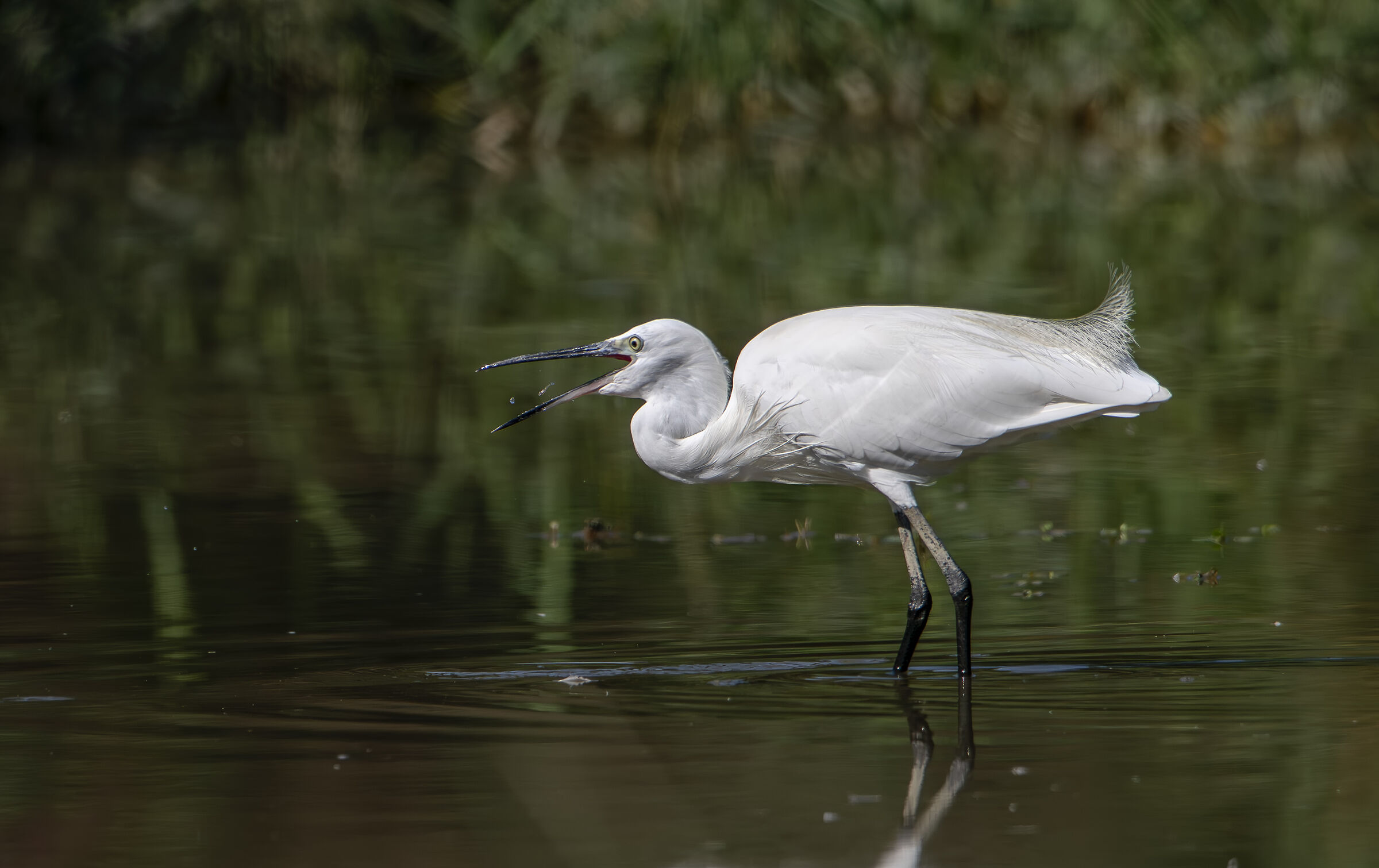 Egret