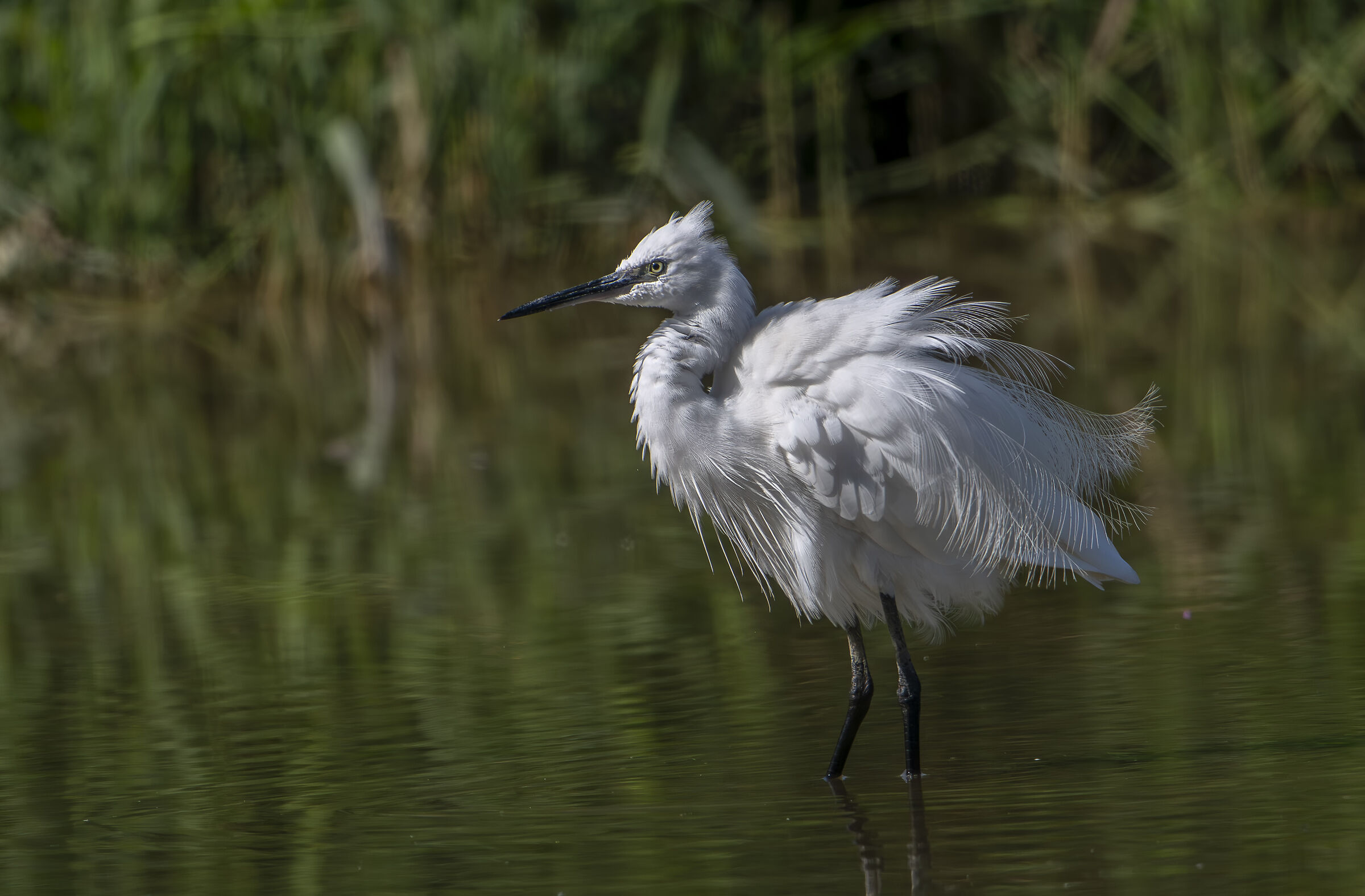 Egret