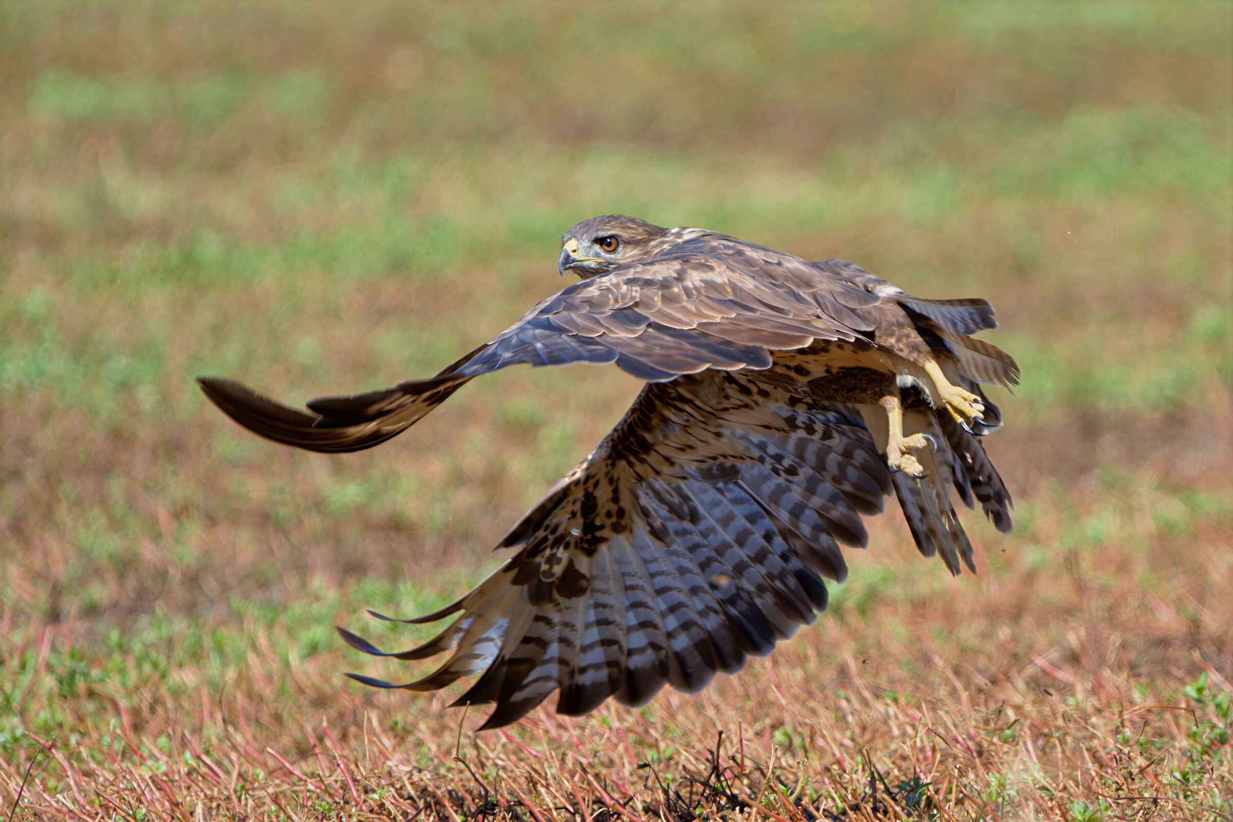 Poiana (Buteo buteo)