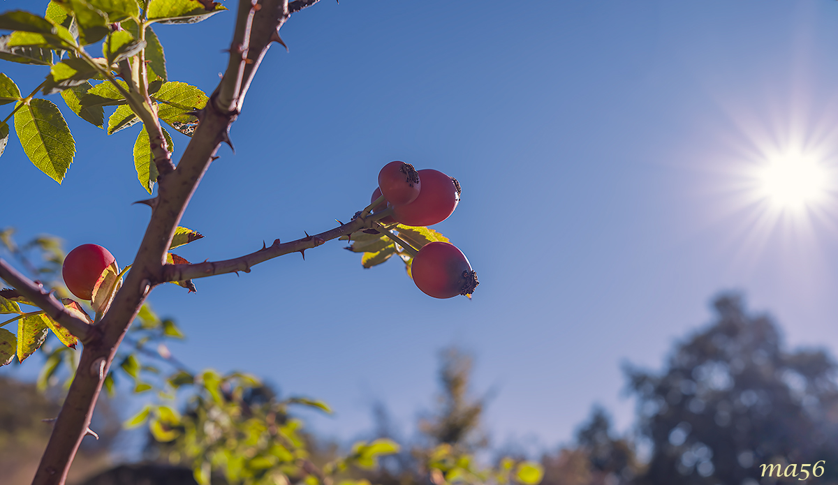 Fuji 23mm F2.0 Backlight Test