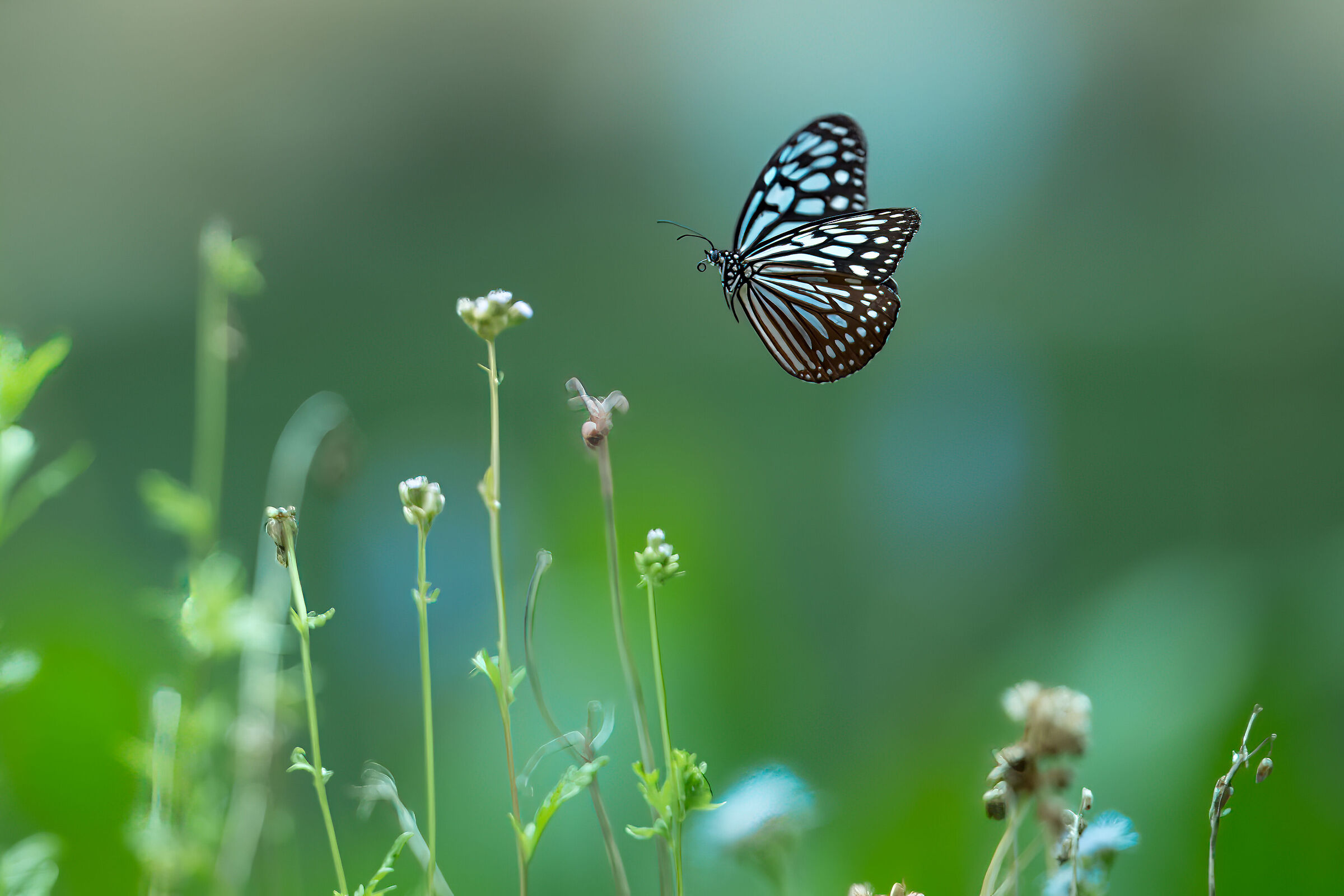Ideopsis vulgaris, the blue glassy tiger