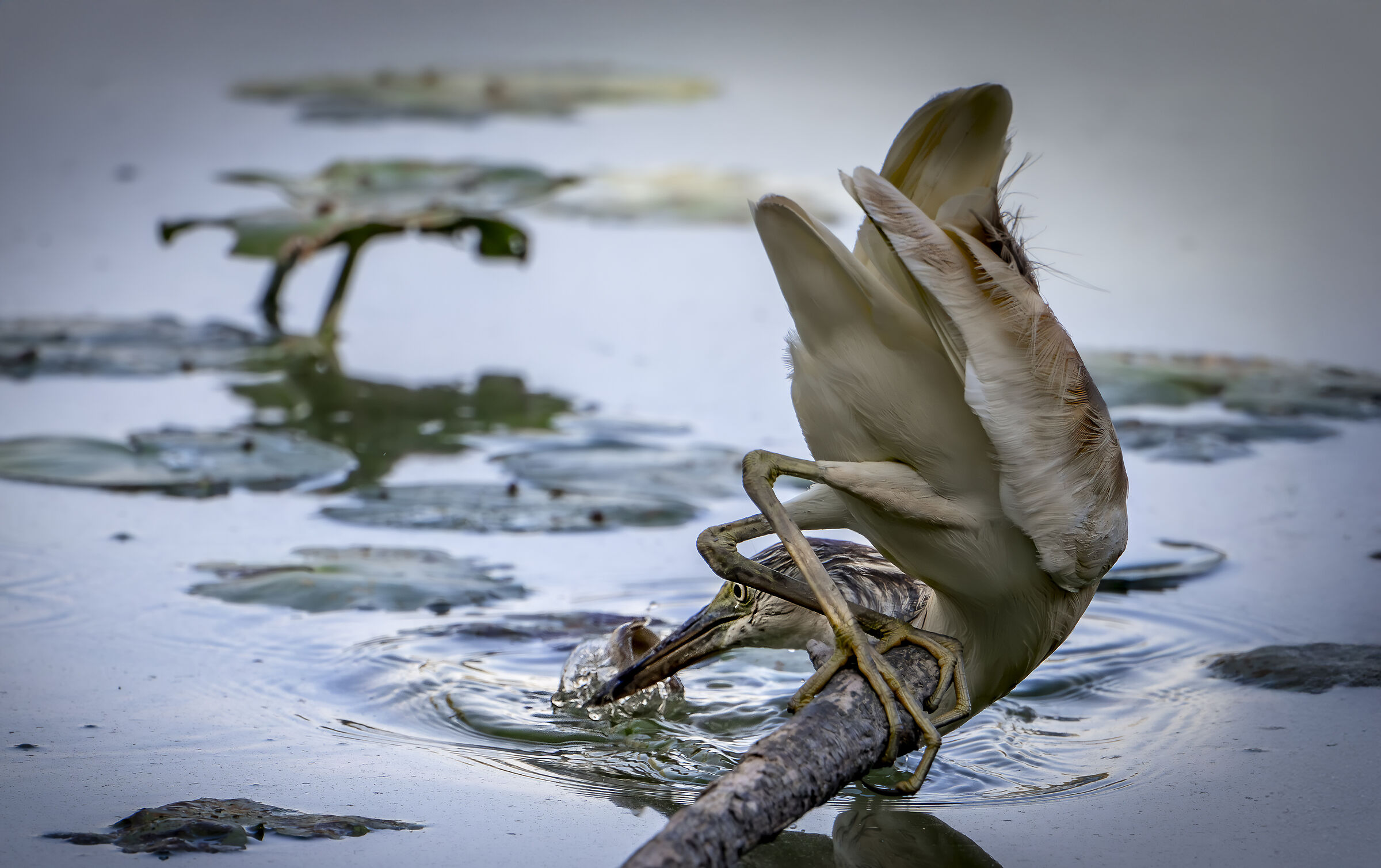 Squacco heron