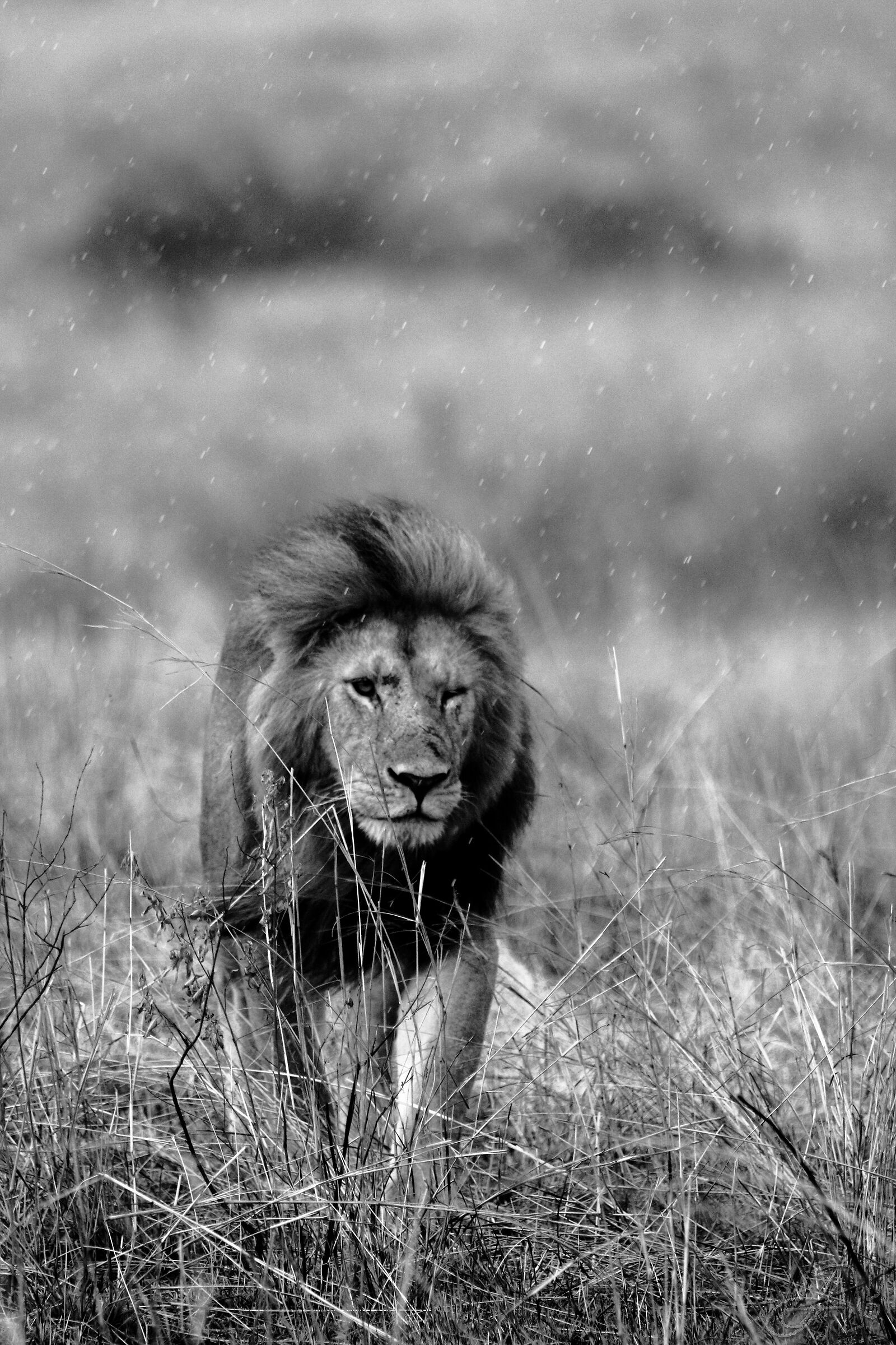 In the storm