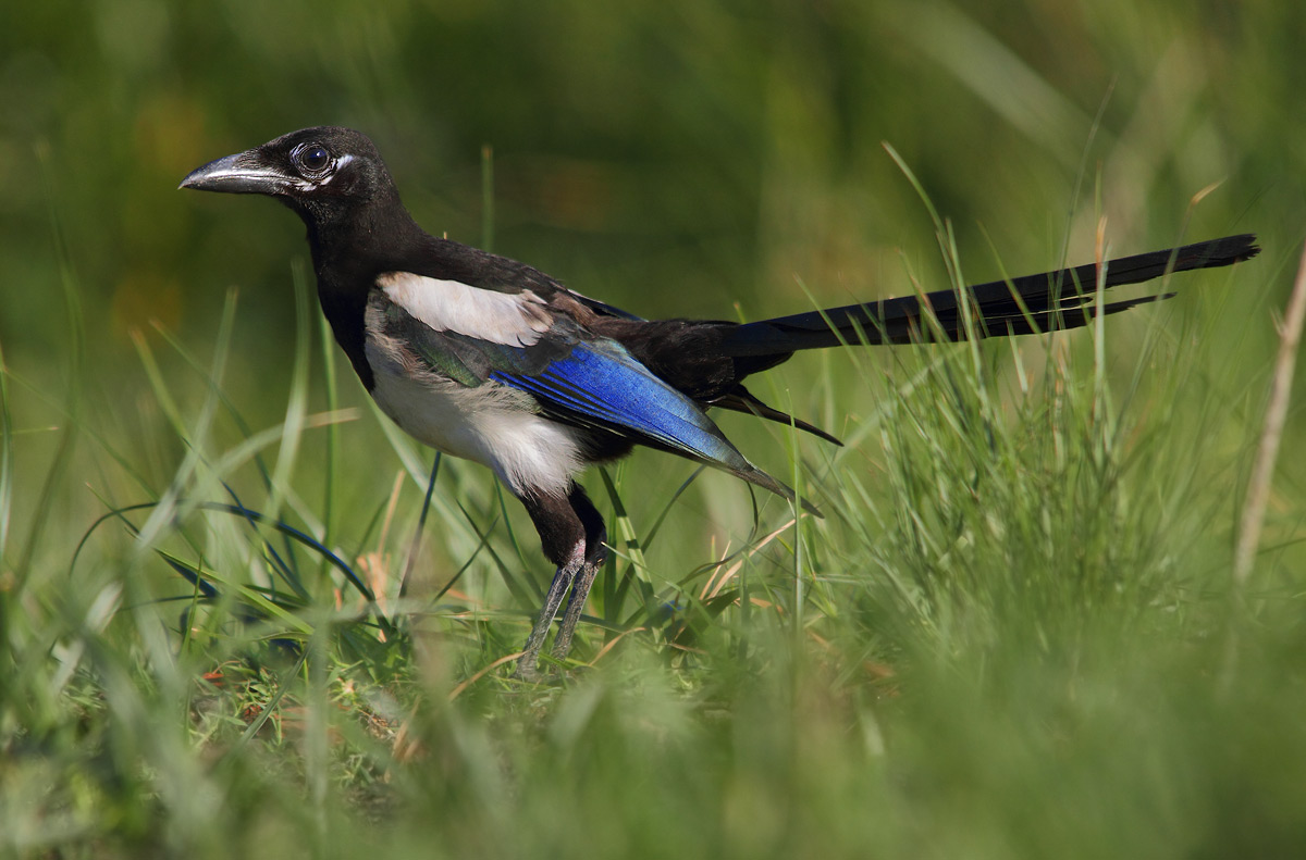 Magpie