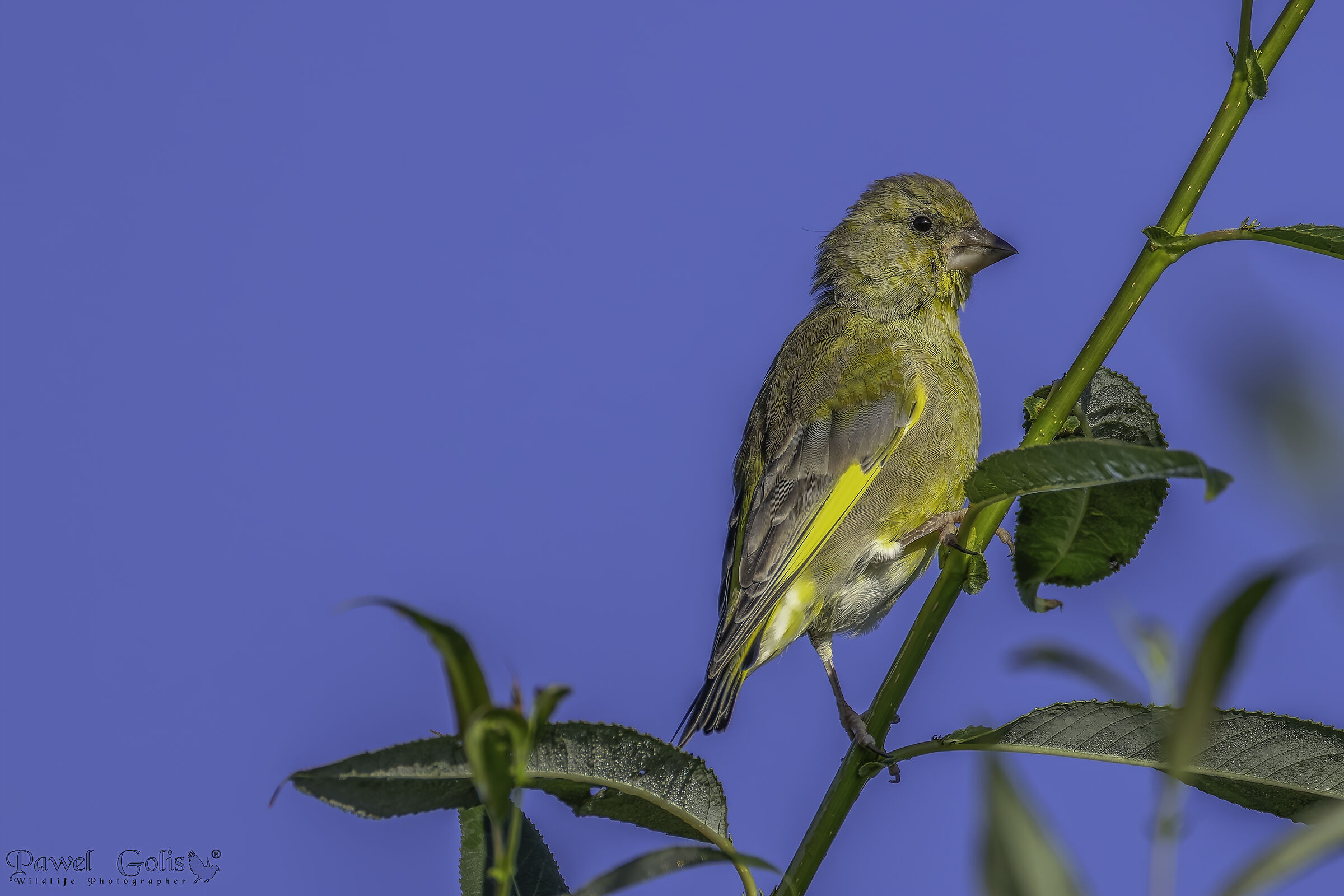 verdone (Chloris chloris)