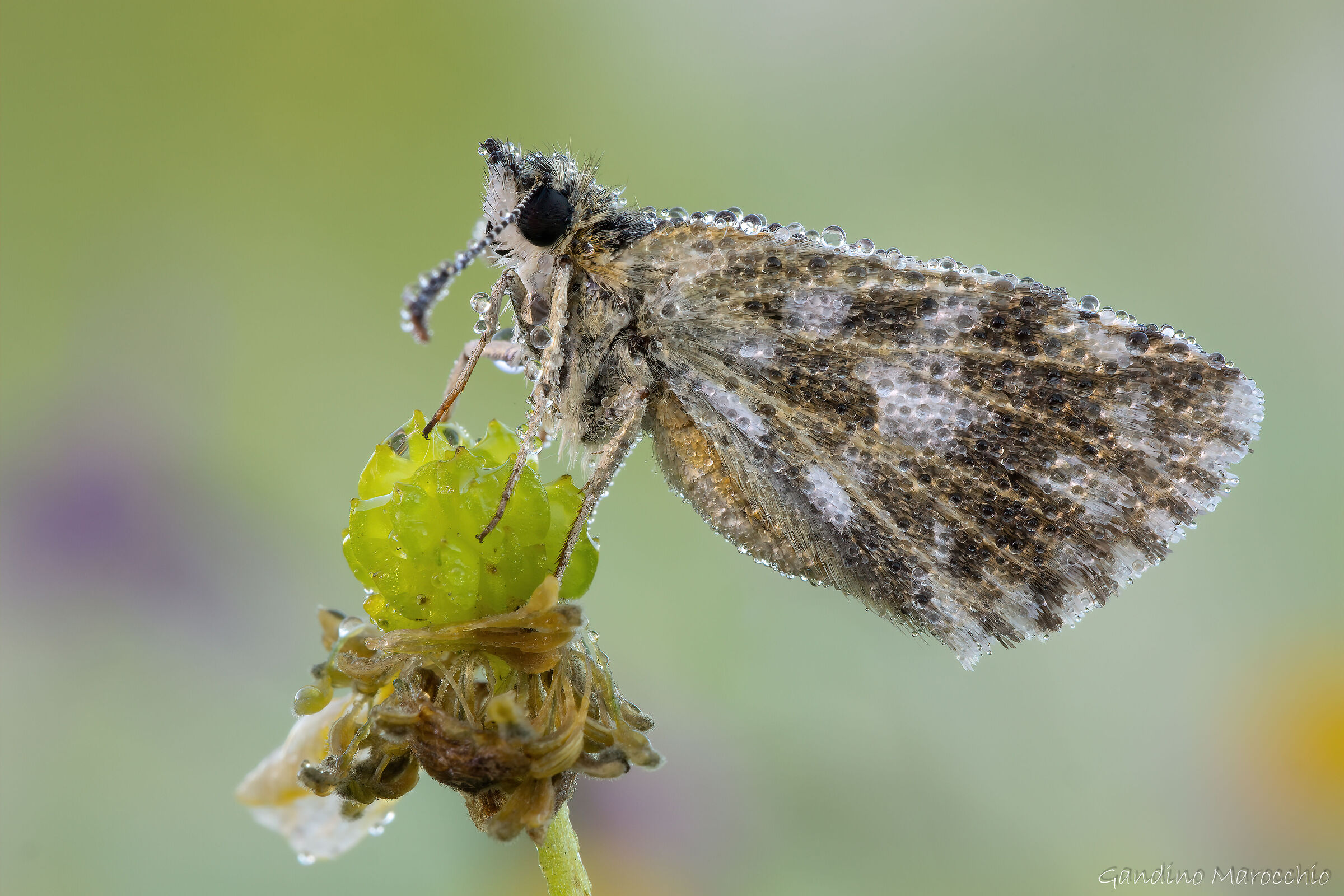 Pyrgus armoricanus