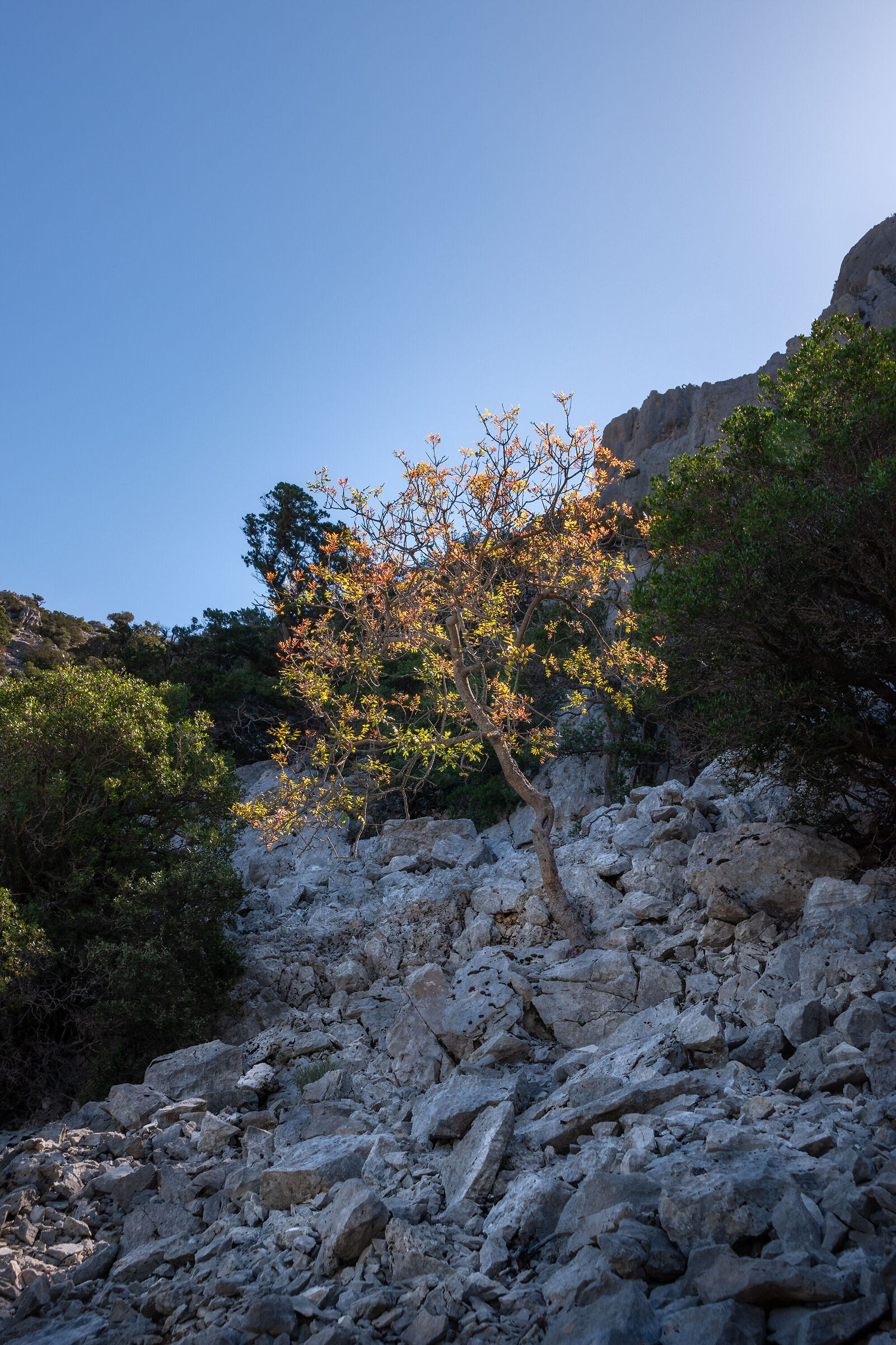 Terebinto solitario in Supramonte