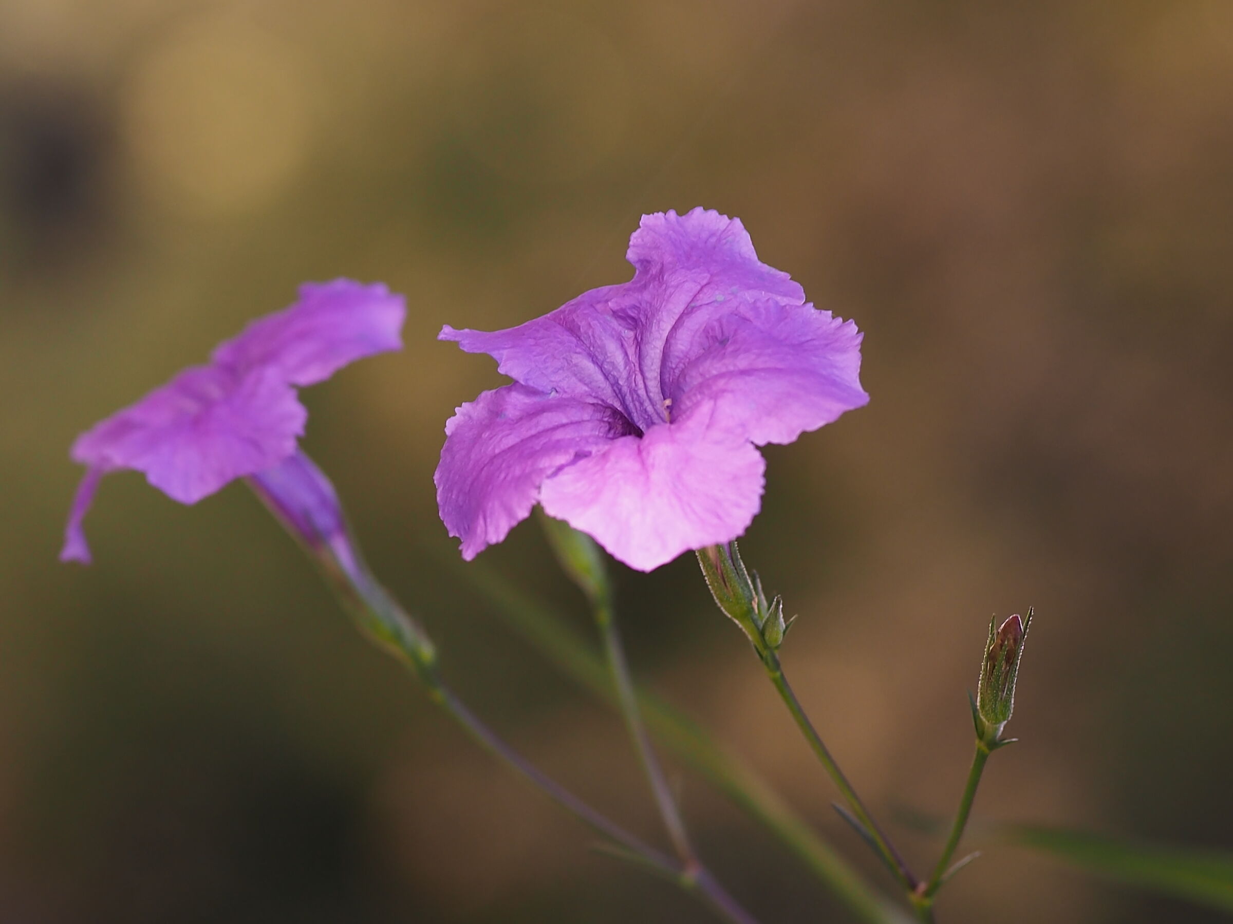 Ruellia brittoniana