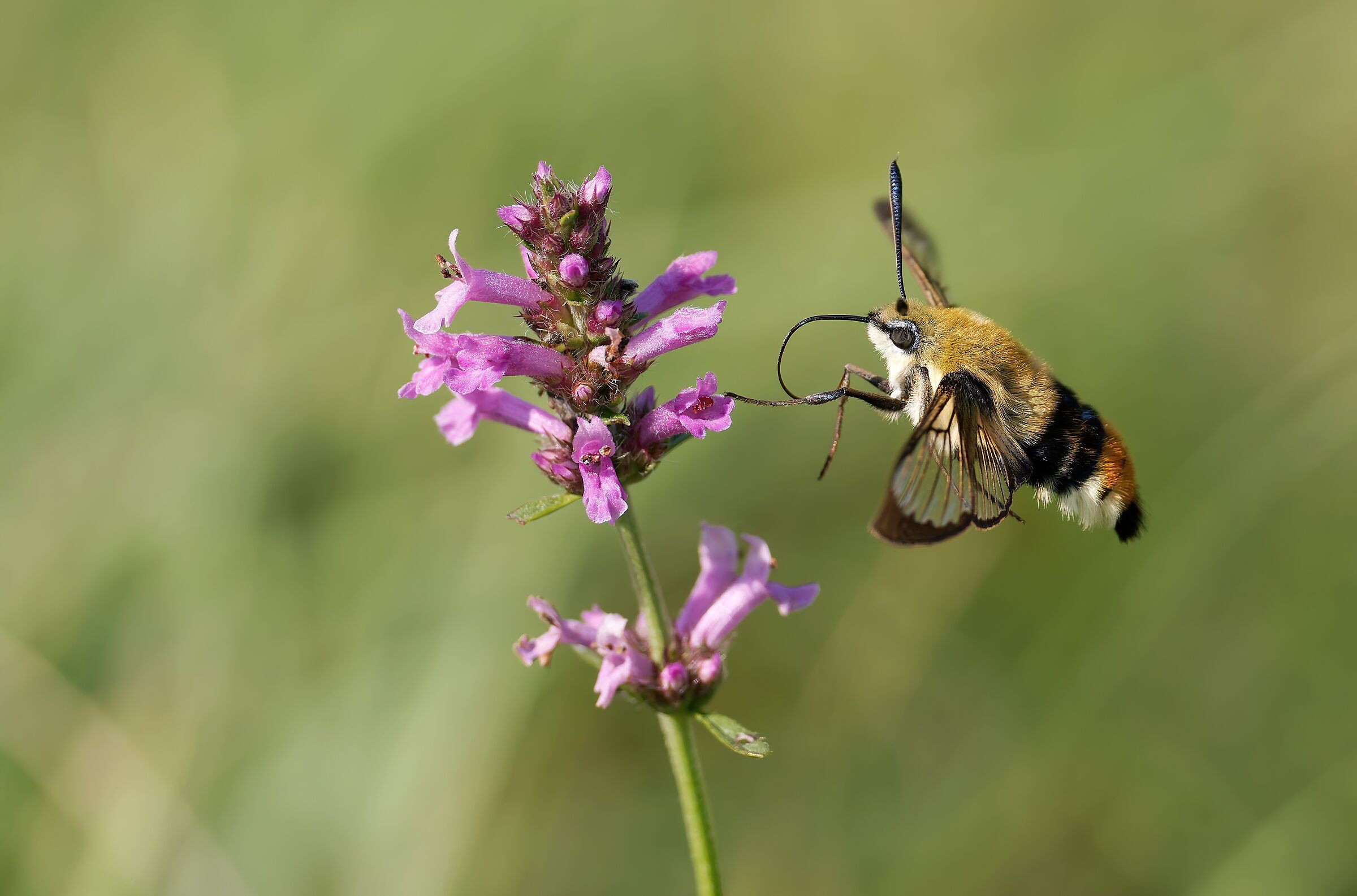 Hemaris tytius