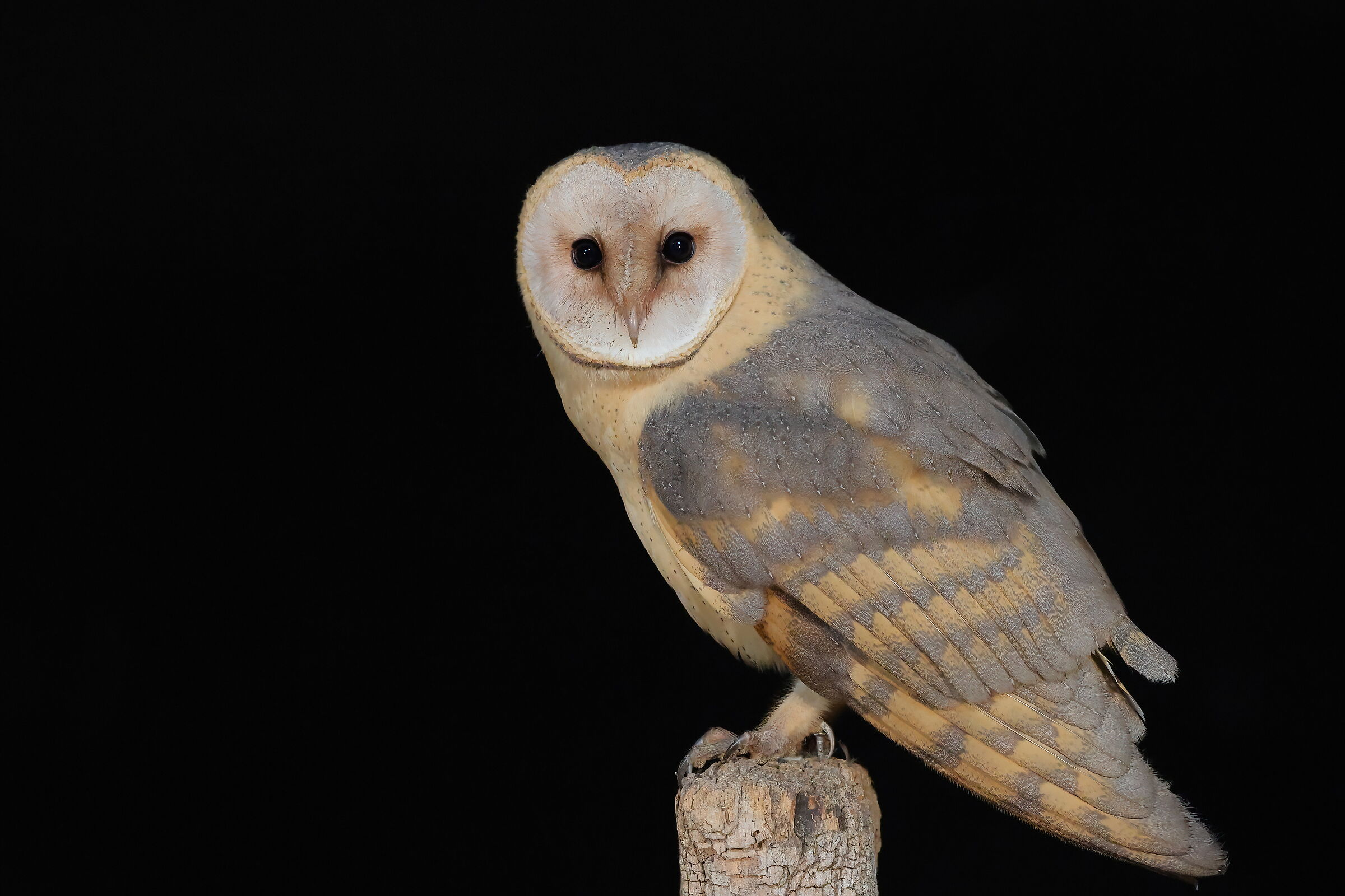 Young Barn Owl