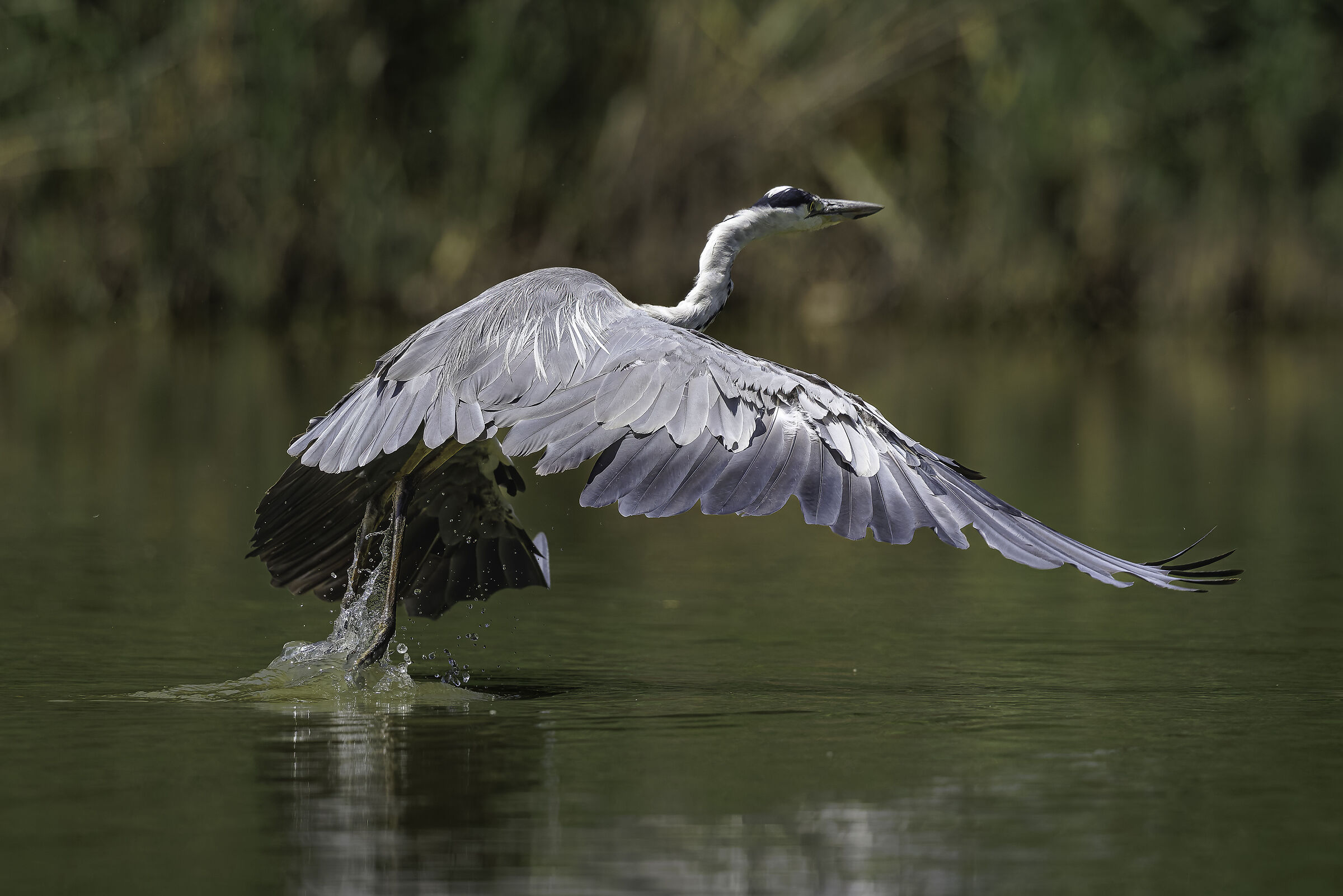 Grey heron