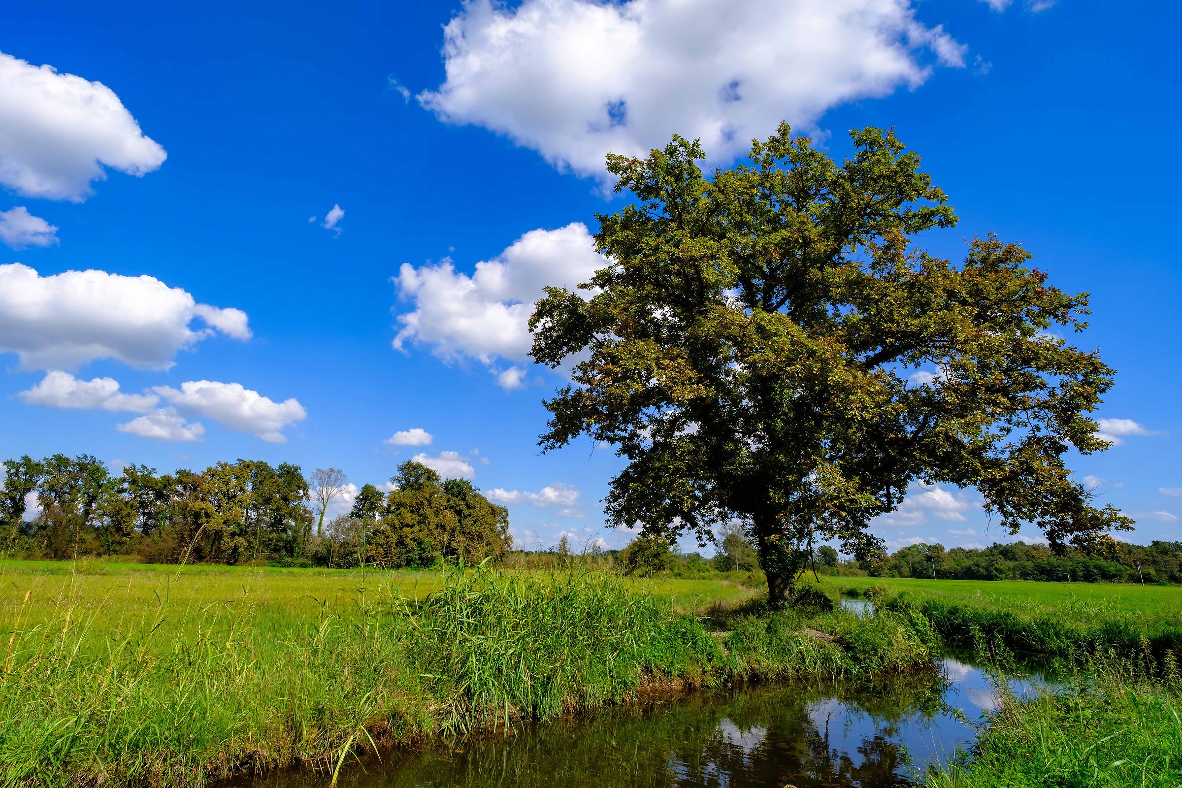 The oak