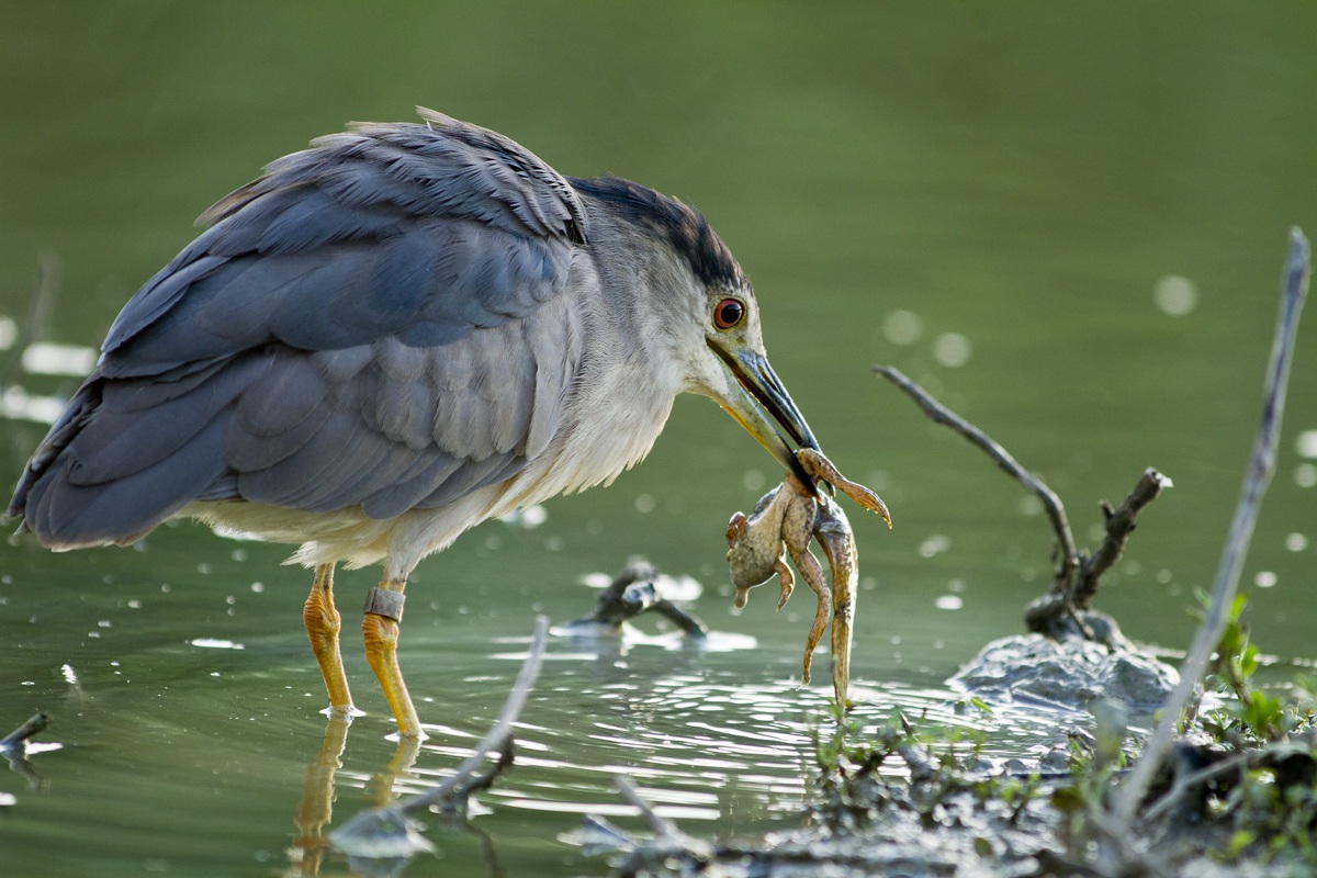 Nitticora con girino in metamorfosi