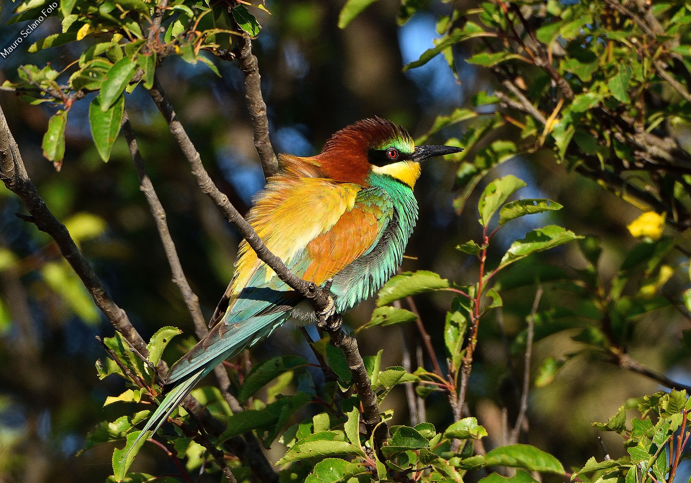 Bee-eater