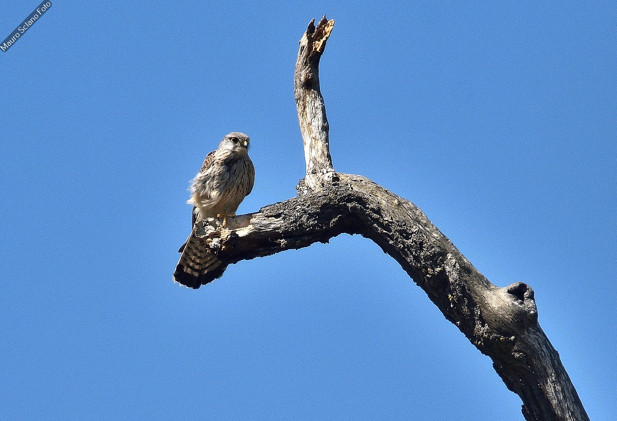 Gheppio