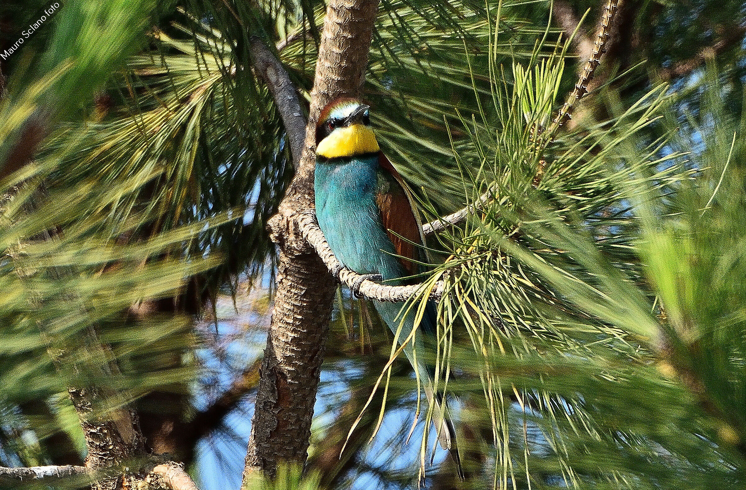 Bee-eater