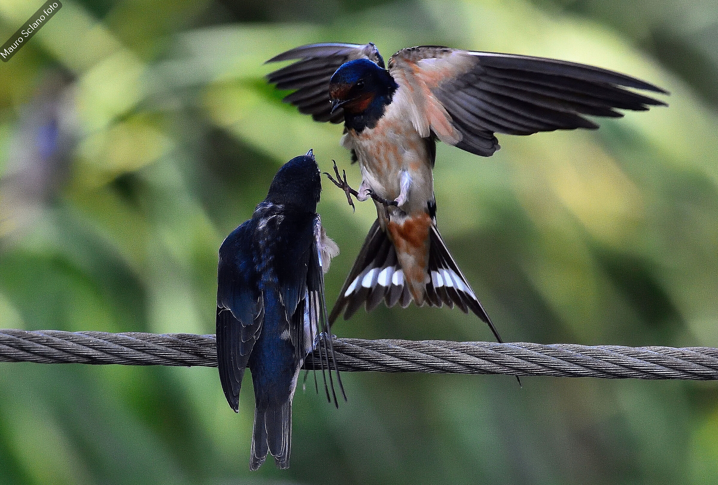 Swallows