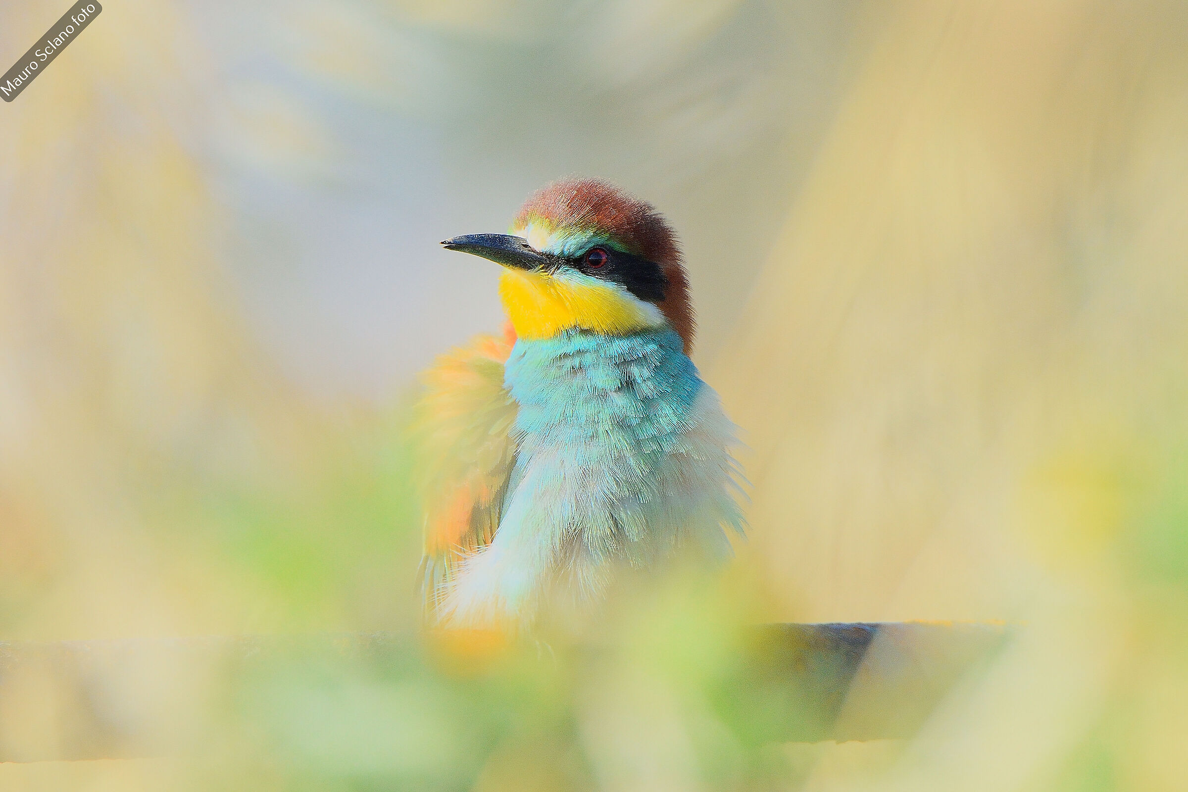 Bee-eater