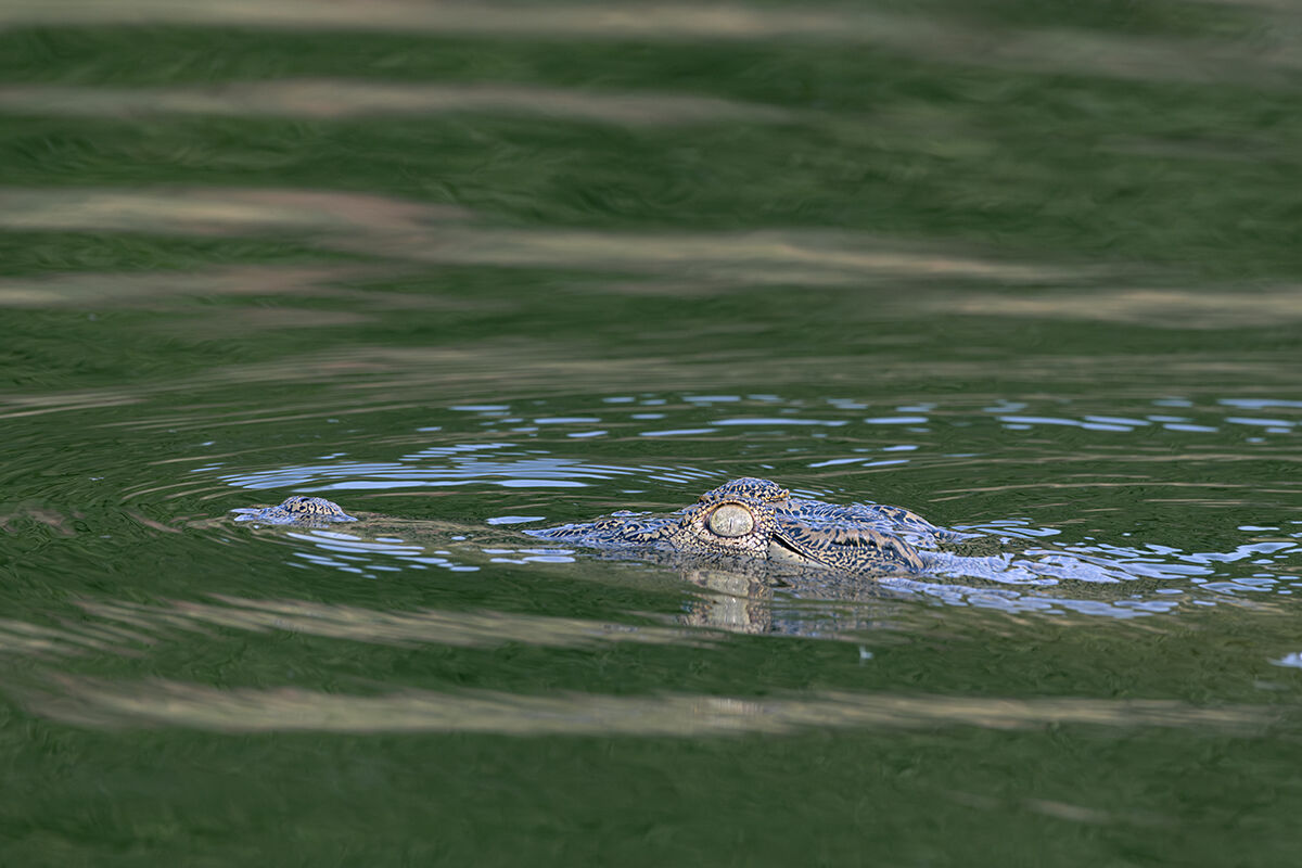 Nile crocodile