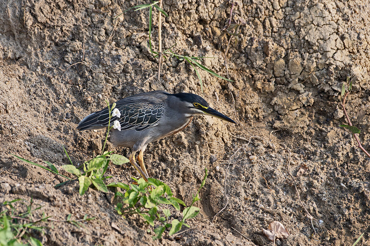 Striped Heron
