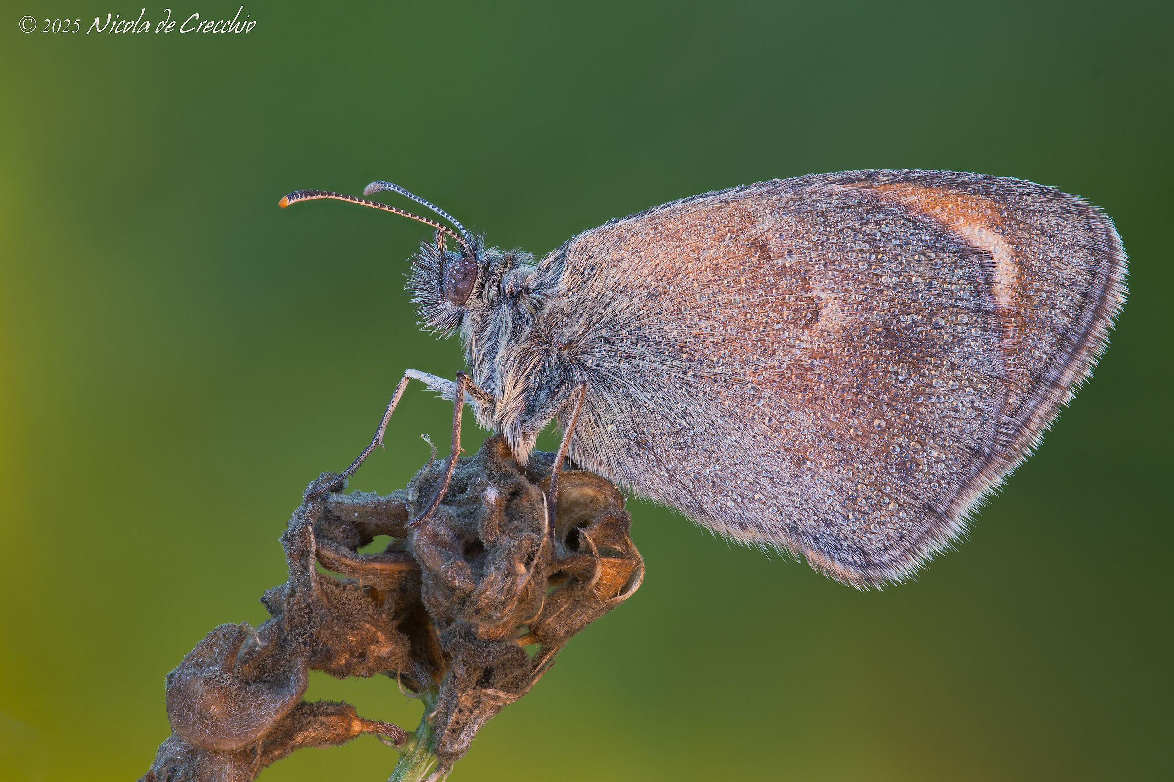 1000 thousand droplets