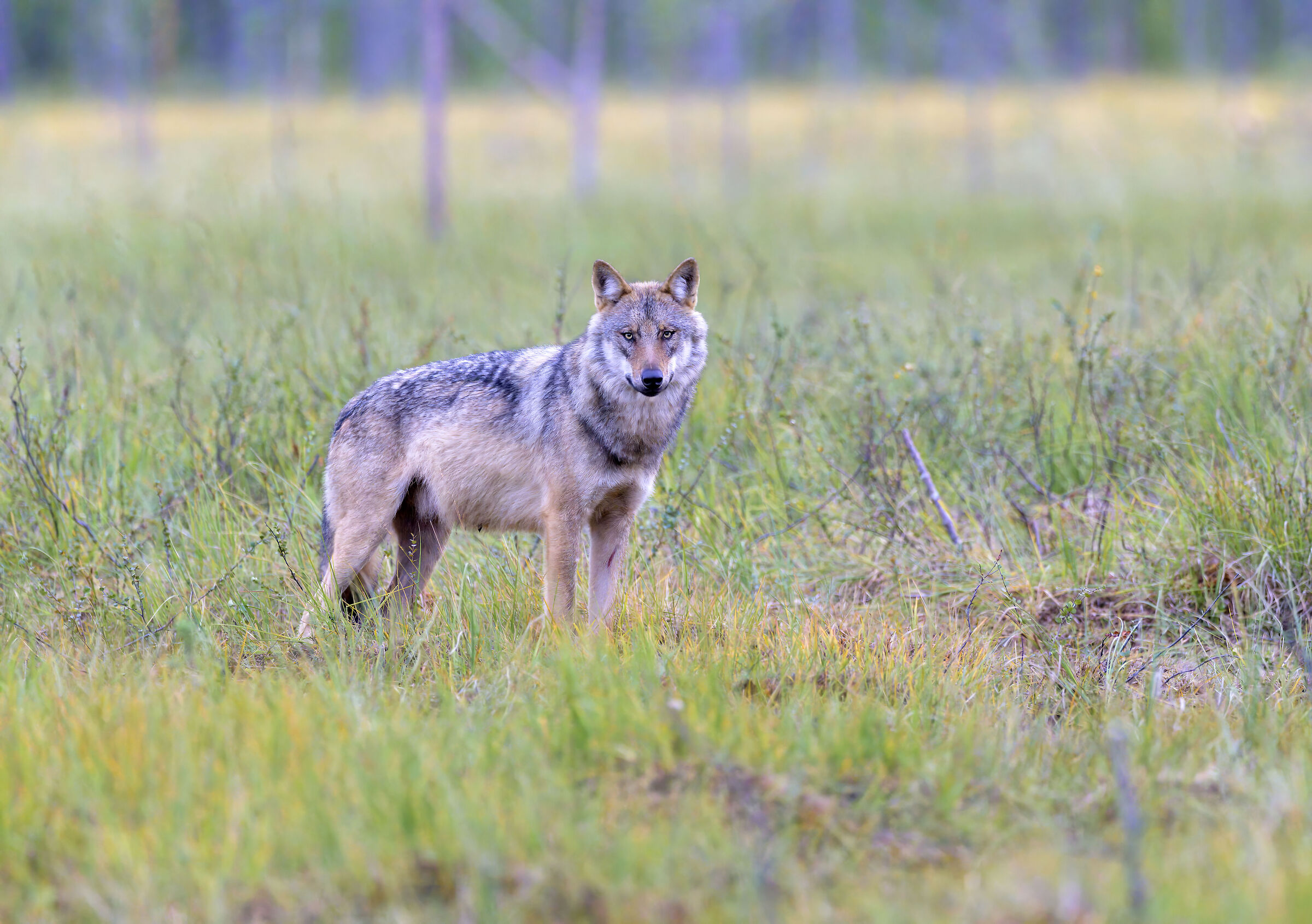 Wolf
