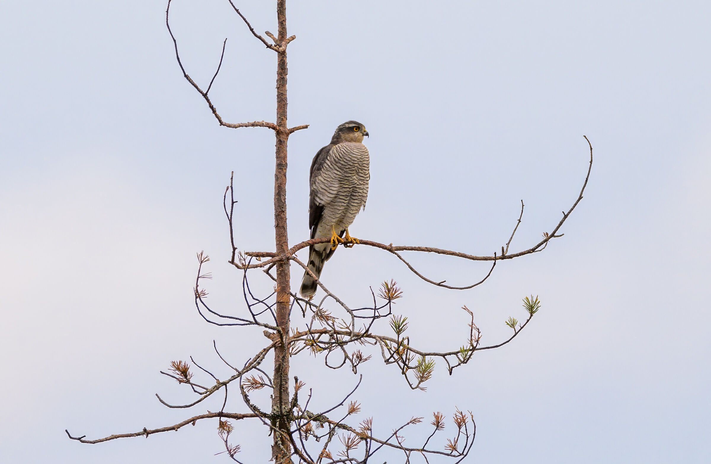 Sparrowhawk