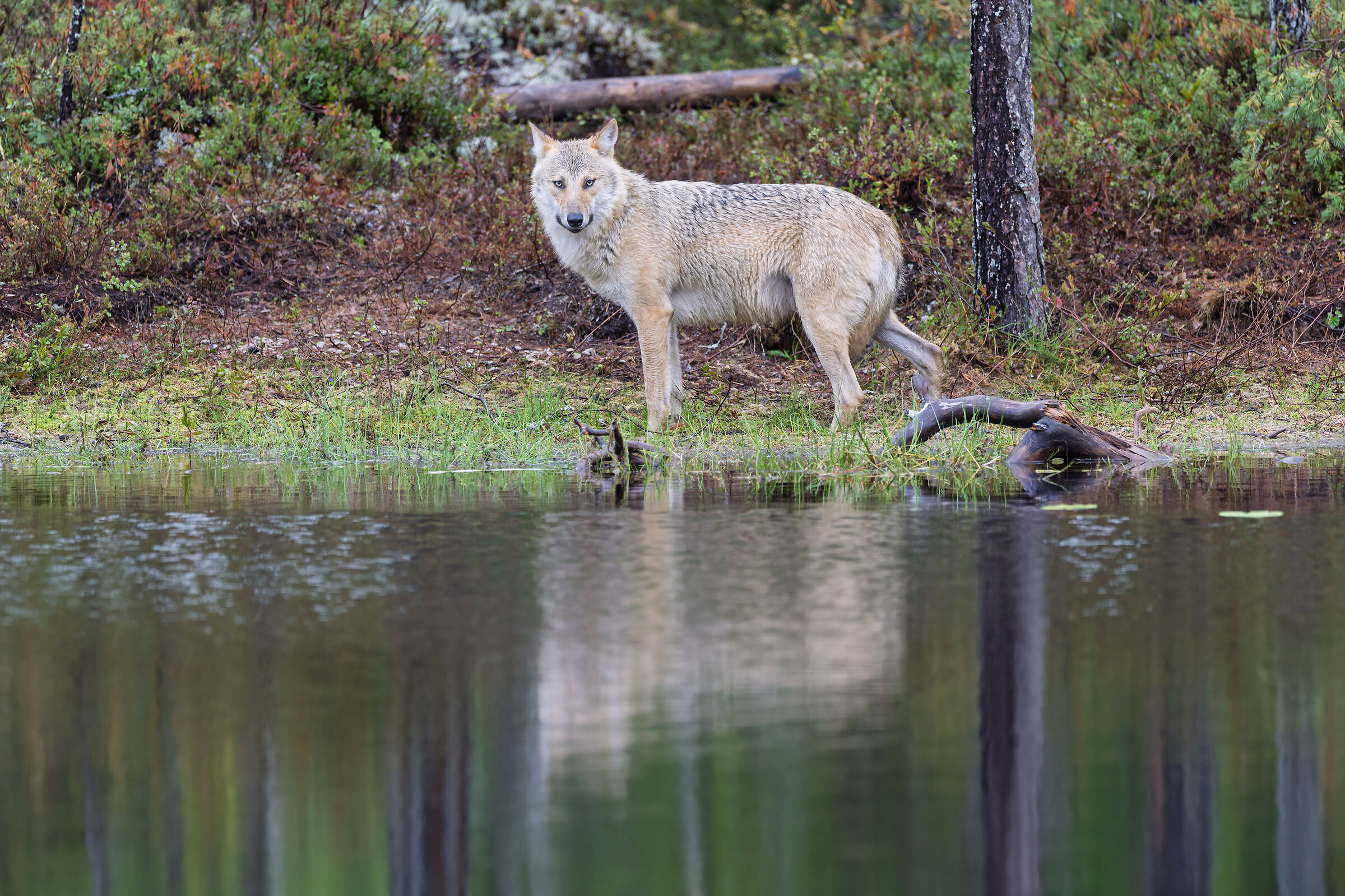 Wolf