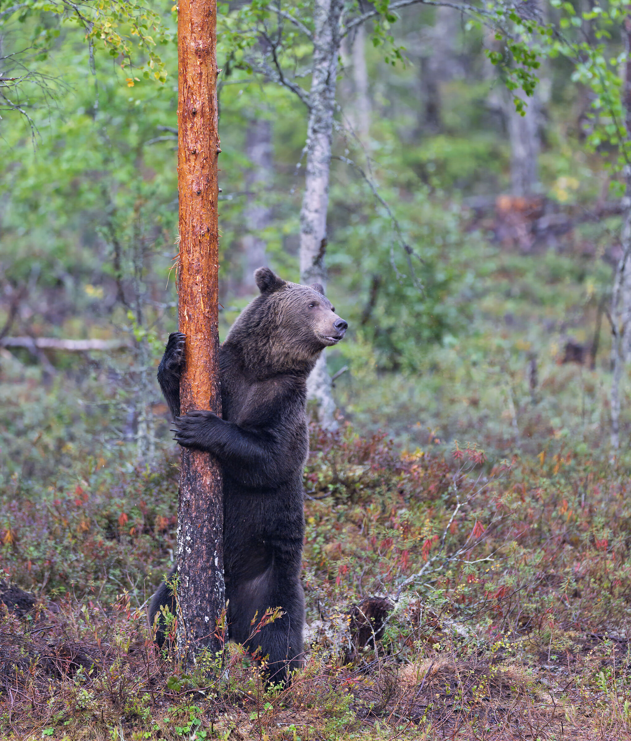 bear lap dance