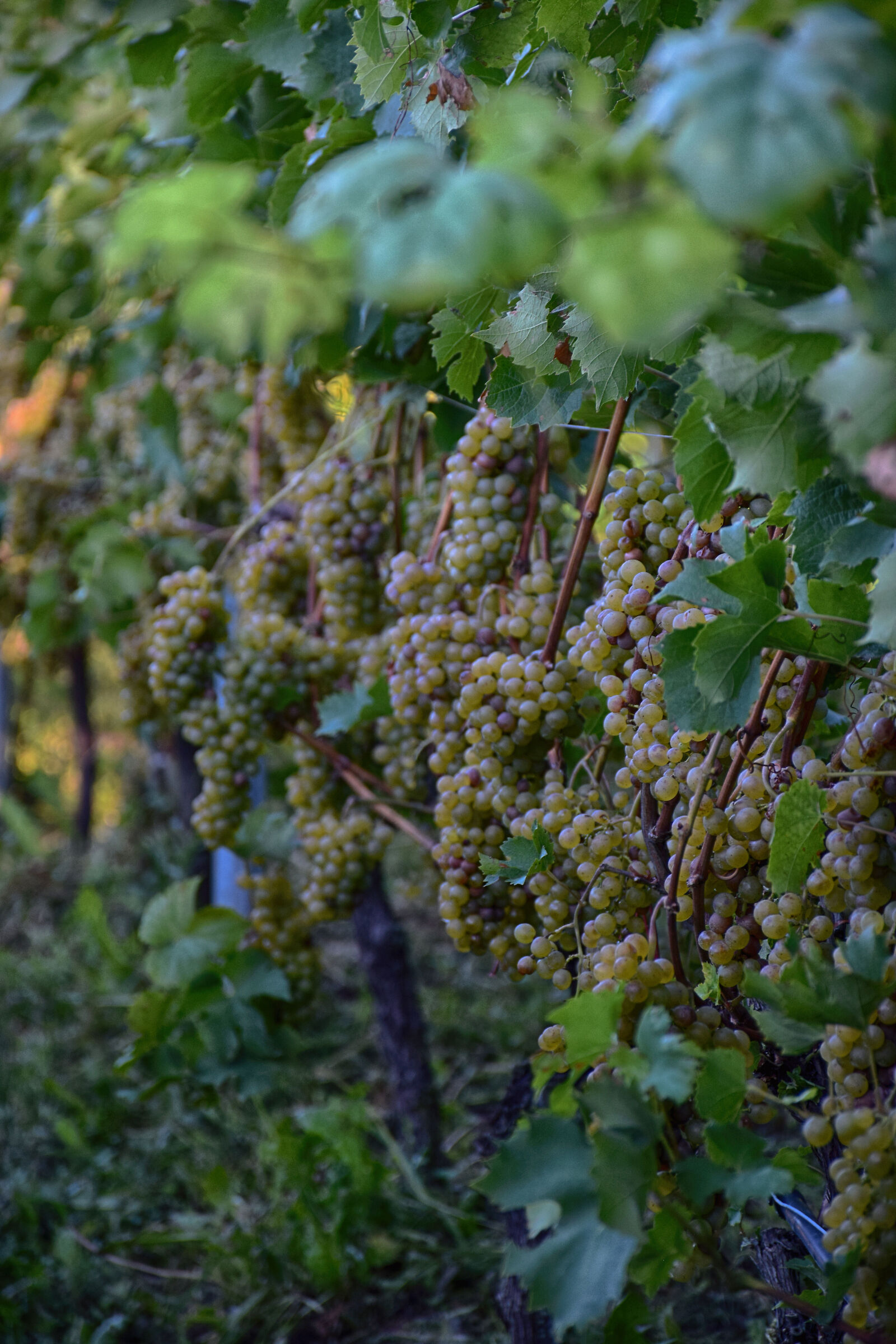 Muller Harvest