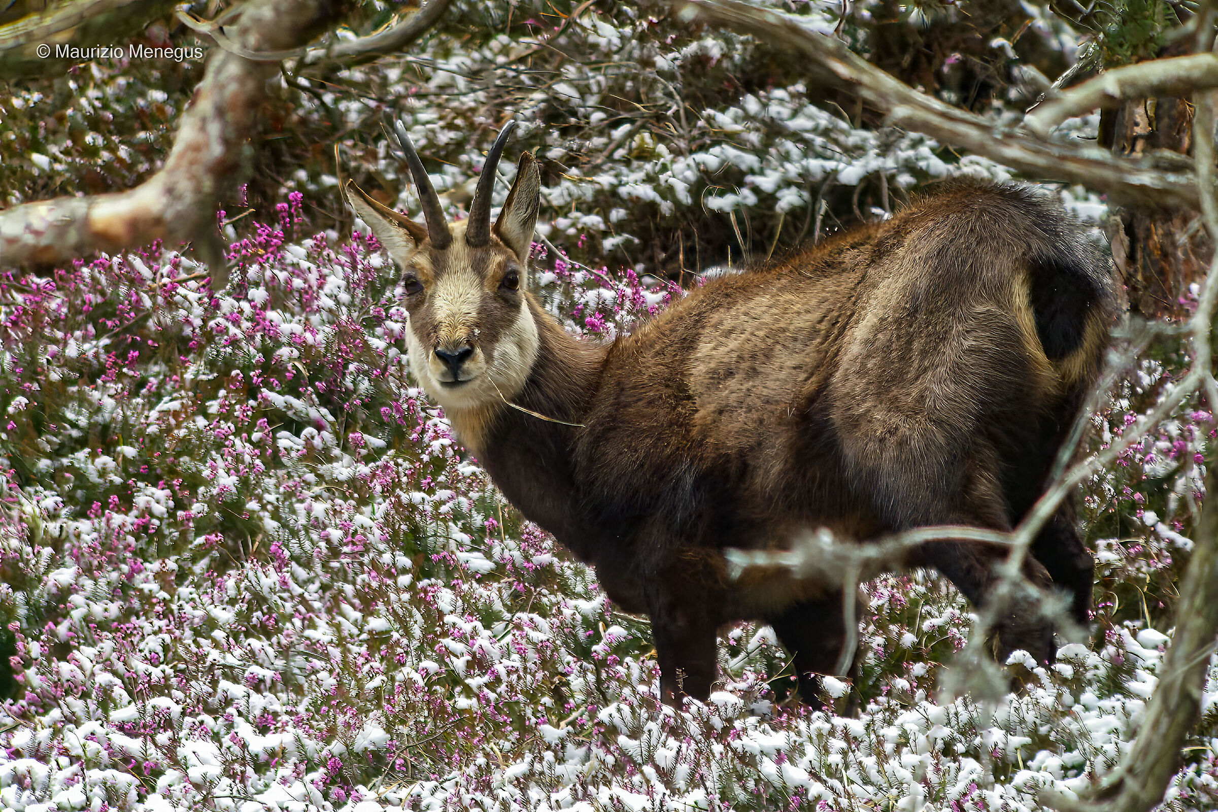 Una delle mie prime foto in digiscoping - marzo 2008