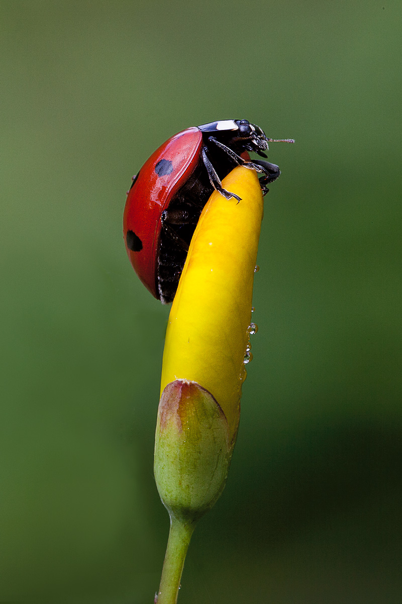 Ladybug on yellow flower